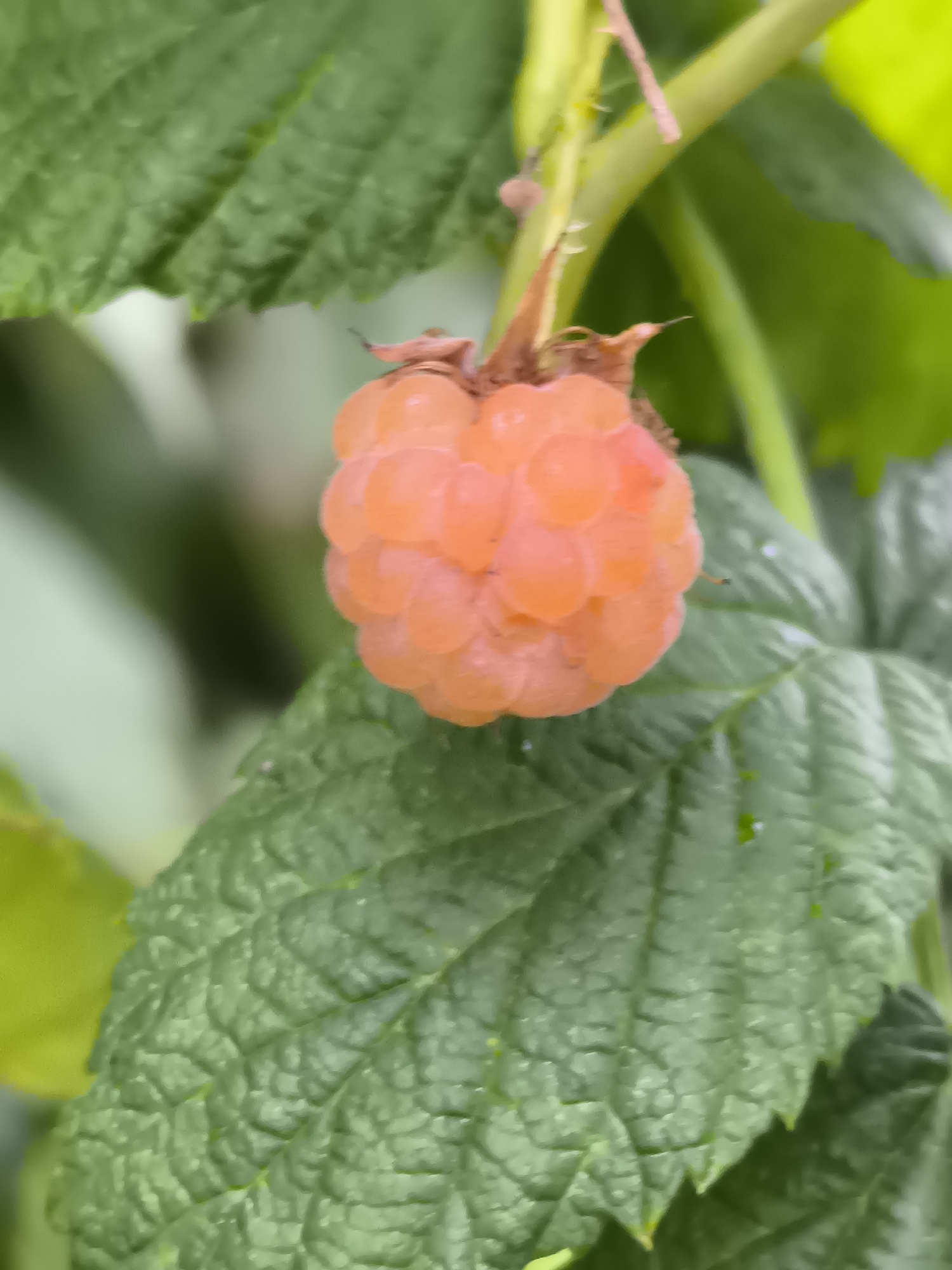 The image shows a close-up of an unripe, orange raspberry hanging from a plant stem. The raspberry is composed of many small drupelets. Several green leaves are visible in the background, out of focus, with visible veins. The scene is natural, likely outdoors, with some bokeh effect suggesting a shallow depth of field. No specific location in Klaipėda, Lithuania, can be identified from the image.