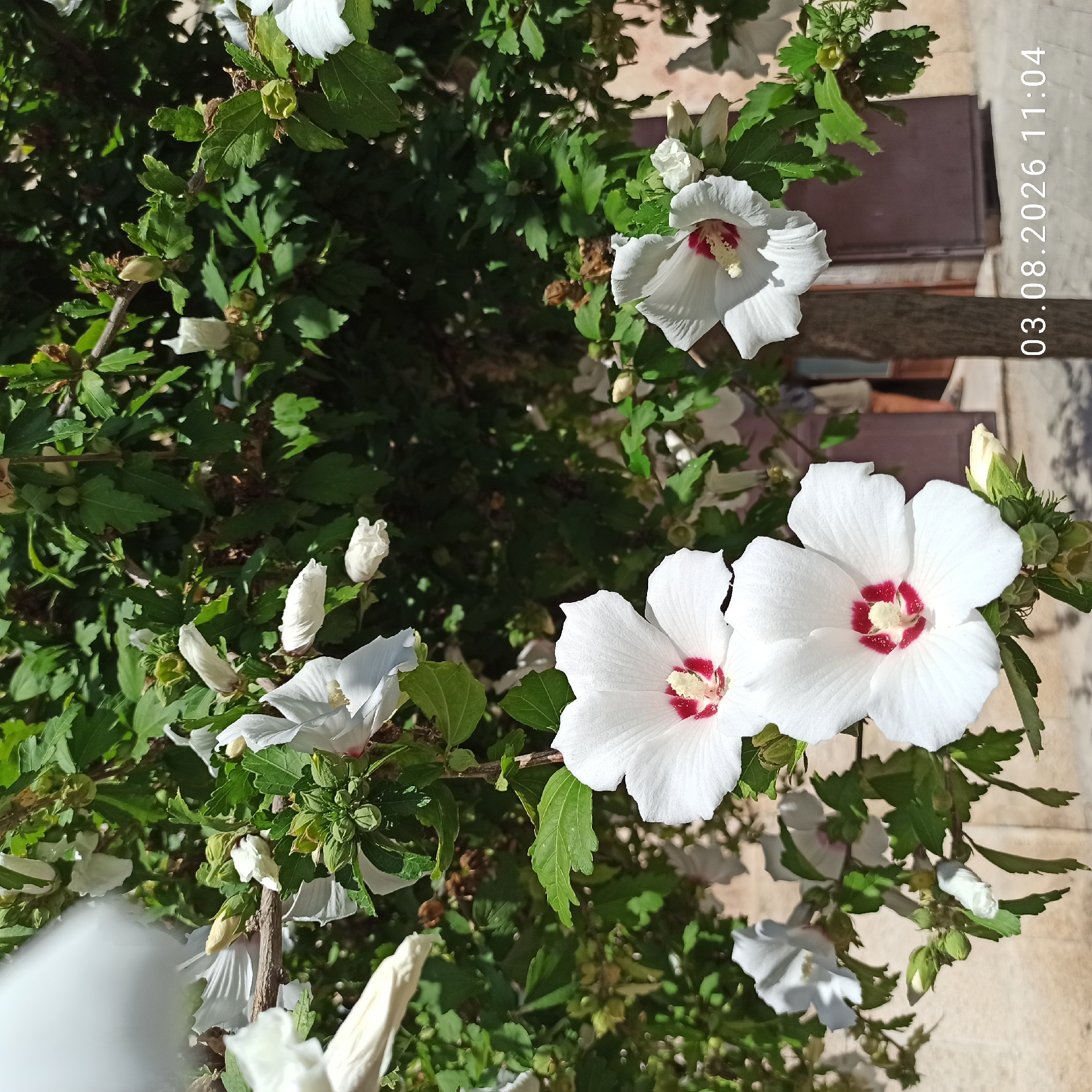 An outdoor medium shot captures a blooming white hibiscus bush in Ruvo di Puglia, Italy. In the foreground, three white hibiscus flowers with red centers are in focus, with their petals unfurled. The bush has green leaves and several closed buds. In the background, a tree trunk is visible to the right, with a dark brown door and part of a person's legs and feet visible beyond it. The date and time "03.08.2026 11:04" are superimposed in the lower right corner of the image. The scene is illuminated by sunlight, casting shadows on the ground.