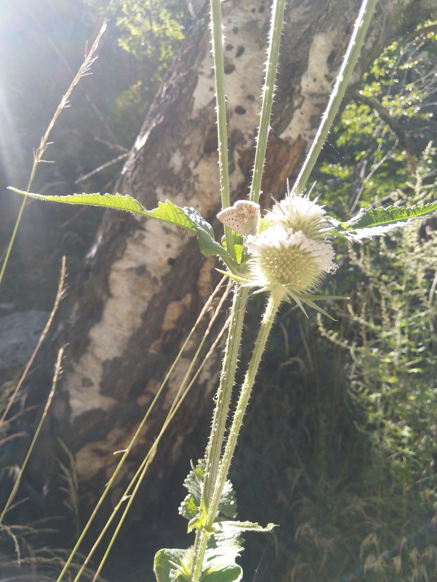 The image is a close-up shot of a thistle-like plant with a small butterfly resting on one of its flowers. The plant has spiky green stems and leaves, and the flowers are a pale, creamy white color. The butterfly is light brown with darker markings and has its wings slightly open. The background is blurred and appears to be a natural outdoor setting with a large tree trunk and greenery. Sunlight is filtering through the scene, creating lens flare and highlighting the details of the plant and butterfly. The location is specified as Garliano, Bulgaria.