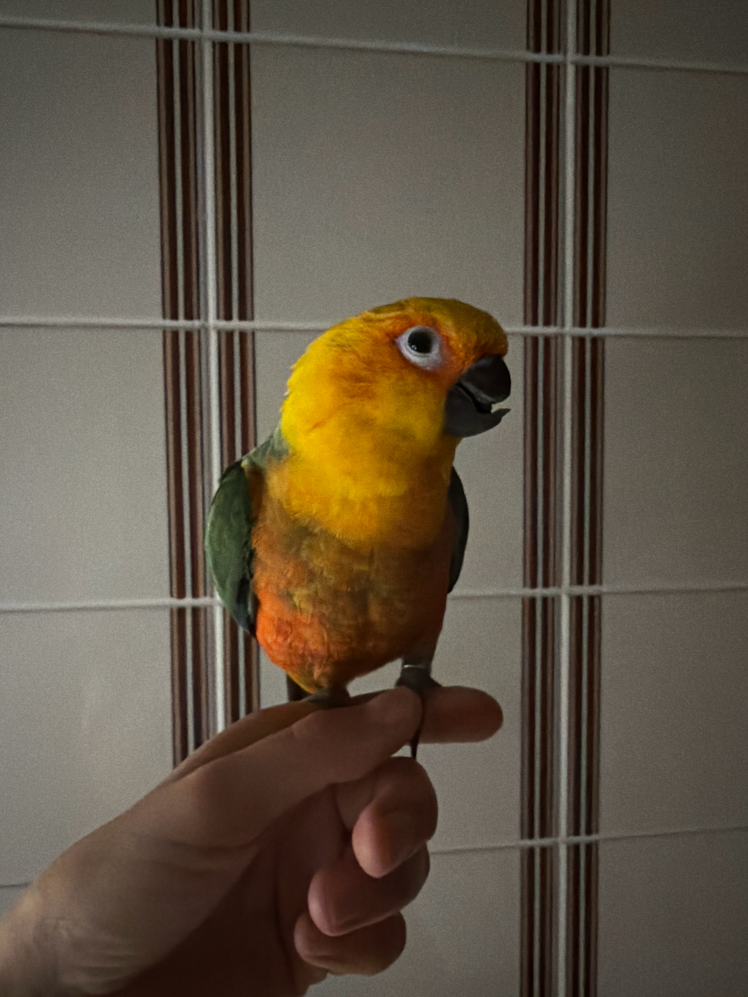 A sun conure parrot is perched on a human finger, held by a hand. The parrot has vibrant yellow, orange, and green plumage, and its beak is slightly open. The background consists of a tiled wall with vertical brown and white stripes. The image appears to be taken indoors, with the lighting casting shadows. The location of this image is not specified to be in Khimki, Russia.