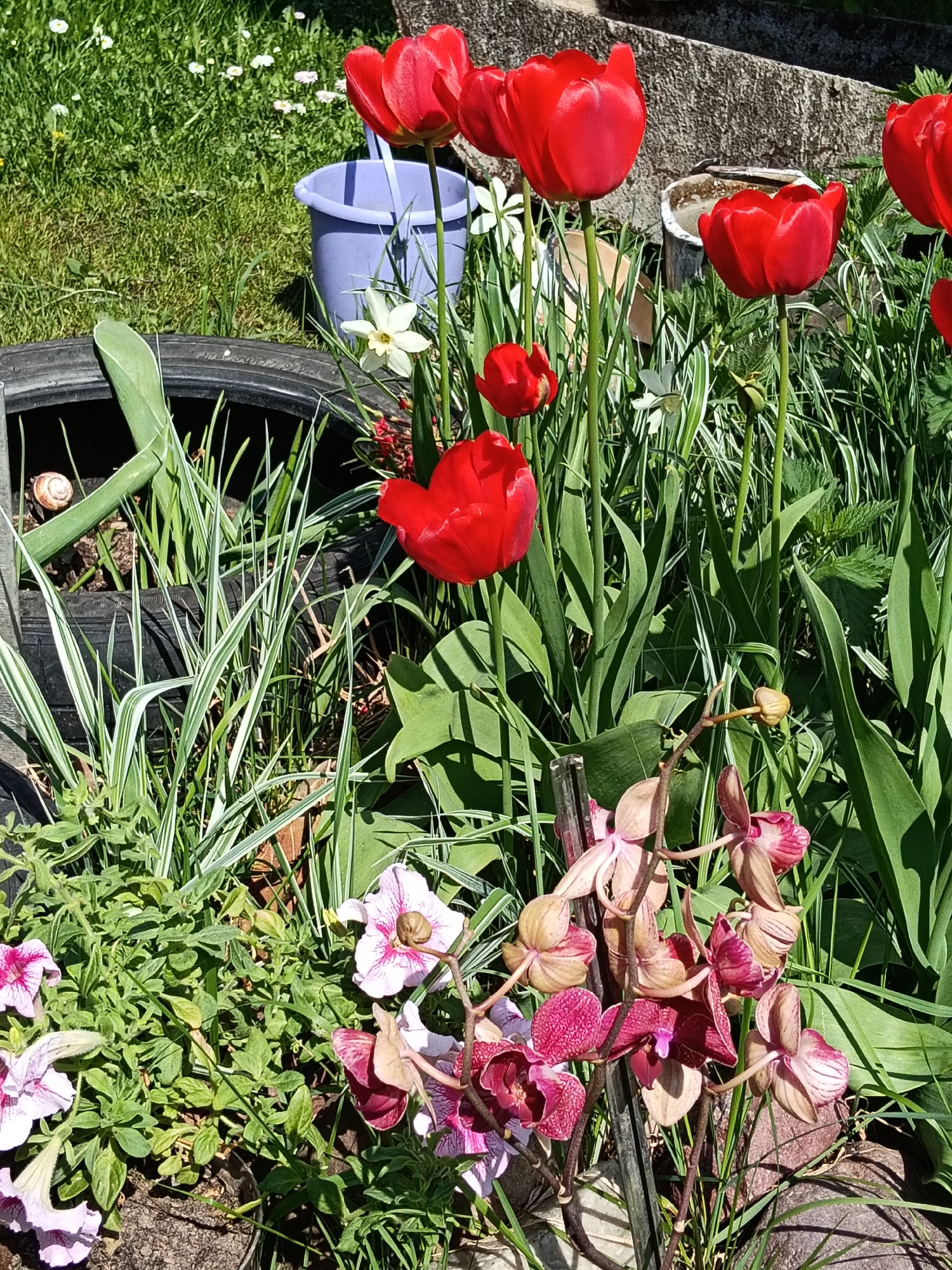 The image shows a flower garden. Prominent red tulips are interspersed with greenery. There are also white daffodils and pink orchids. A black tire filled with soil and plants is visible, with a snail resting inside. A light blue bucket is in the background. The precise location cannot be determined from this image and the claim that the location is in the city of Красный Маяк, Russia, is speculative.