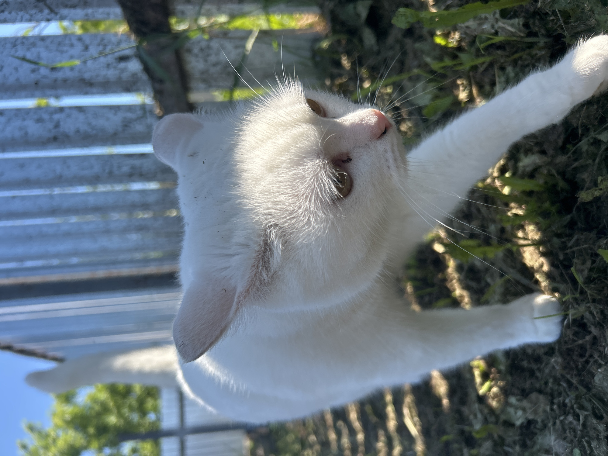 A white cat with pink ears and nose walks on dry ground with sparse grass. The cat is in focus and its body extends diagonally from the bottom left to the middle right of the frame. The background features a corrugated metal fence with vertical ridges, a blurred green tree and a blue sky. The lighting suggests a sunny day with dappled sunlight casting shadows on the ground. There is no indication of the location in Chaikovsky, Russia.