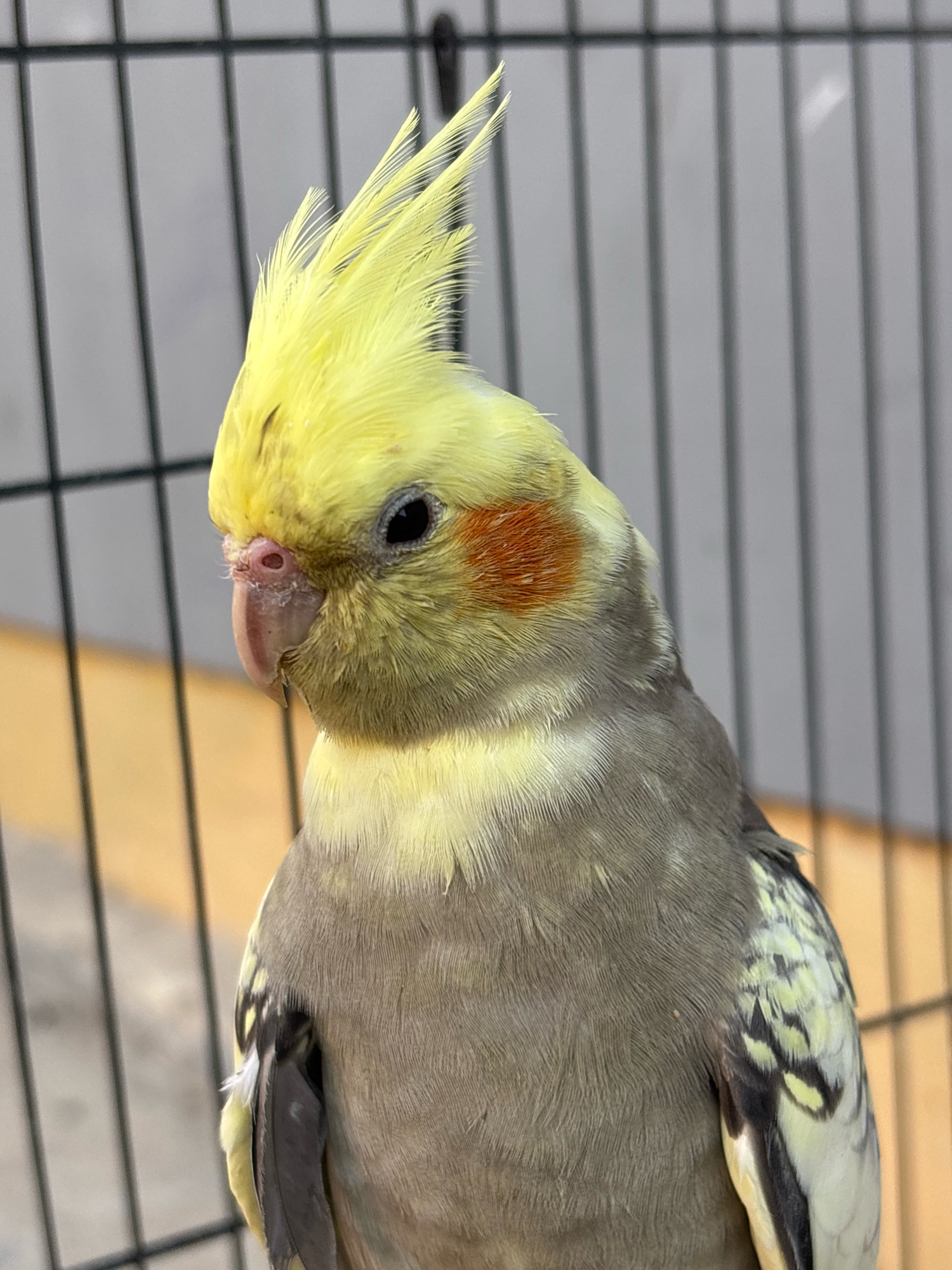 A cockatiel with a yellow crest and cheek patches is shown in a close-up profile view. The bird is positioned within a cage, with black bars visible in the foreground and background. The background appears to be a light gray wall with vertical lines, and a blurred orange surface is visible to the left. The bird's beak is pinkish, and its eye is dark. The body of the bird is primarily gray with some yellow and white markings on its wings. There is no indication of the city of Bandasari, Indonesia, in this image.