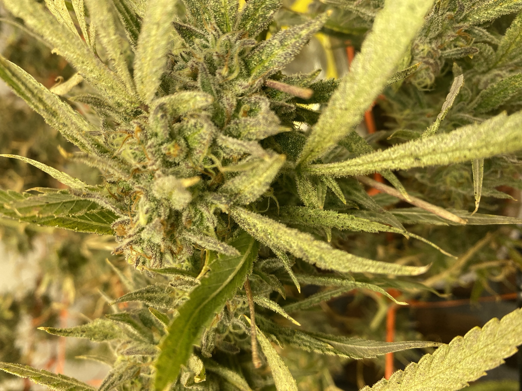 The image displays a detailed, overhead close-up of a cannabis plant's flowering cola, heavily coated in a dense layer of milky-white trichomes, giving it a frosty appearance. The primary subjects are the cannabis buds and surrounding sugar leaves, which are rich green with subtle purple and reddish hues visible on parts of the calyxes and smaller leaves, particularly in the magnified crops. Numerous orange-brown pistils are visible, extending from the flowering structures, signifying the plant's advanced blooming stage.
The setting appears to be an indoor cultivation environment, indicated by the artificial, warm-toned yellow lighting and blurred background elements that hint at other plants or growing infrastructure, such as faint orange outlines that could be pots or support netting. There is no discernible activity taking place beyond the plant's natural growth. No people or visible text are present in the image. The heavy trichome coverage is a notable detail, suggesting the plant is mature or nearing harvest. While the location is provided as Buenos Aires, Argentina, there are no specific visual cues within the image itself to confirm this geographical context.