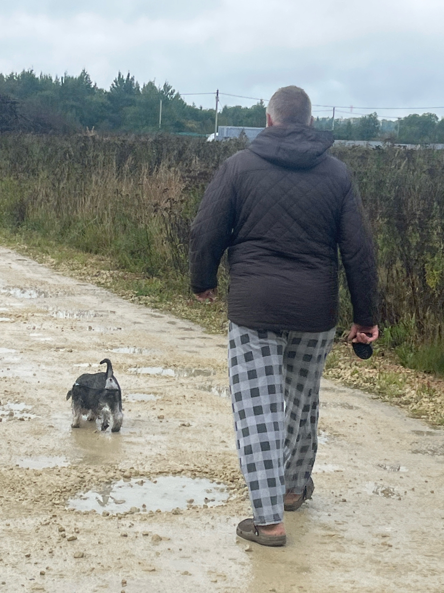 A man and a dog are walking on a dirt road in an outdoor environment. The man is wearing a dark, quilted jacket and grey checkered pajama pants. He is holding a black object in his right hand. The dog, a small, dark-colored schnauzer or similar breed, is walking ahead of the man, appearing to step in puddles on the muddy road. The background consists of dense vegetation, including tall grasses and trees, under an overcast sky. The setting suggests a rural or semi-rural area, possibly on the outskirts of Vladimirovka, Russia, given the presence of a road, uncultivated land, and a distant treeline that could be consistent with the landscape in that region.