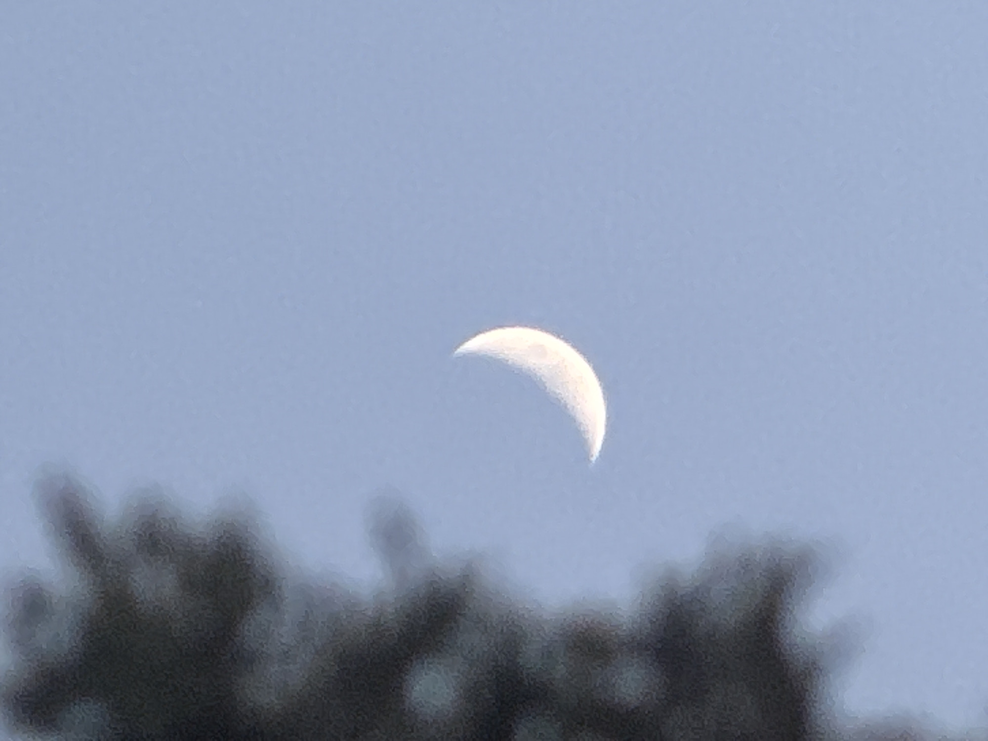 The image shows a crescent moon in a clear blue sky. On the left side of the image, out of focus, is the dark silhouette of foliage from a tree, possibly a pine tree, which is common in Ramat Gan, Israel. The moon is positioned to the right of the foliage and is illuminated from the right, showing its curved, bright edge. The overall scene suggests an outdoor view, likely during daytime or early evening, given the brightness of the sky and the visibility of the moon.