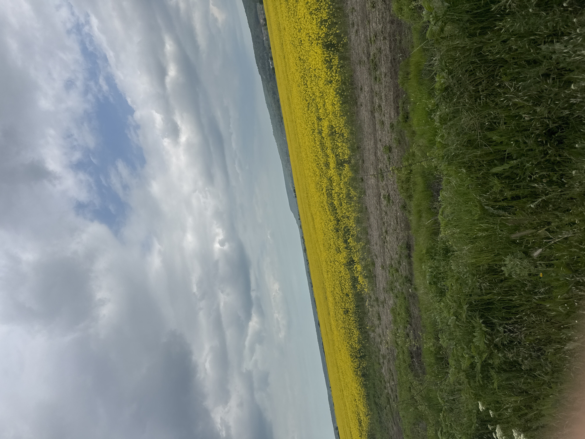 A long, vibrant yellow field of flowering plants, possibly rapeseed or mustard, stretches across the midground, adjacent to a narrow strip of tilled soil and then a dense patch of green grass and foliage along the right edge. Above the field, a dramatic sky is filled with a mix of dark, heavy gray clouds and patches of bright blue. The perspective is slightly angled, giving a dynamic feel to the scene. The location appears to be rural, but the city is unknown.
