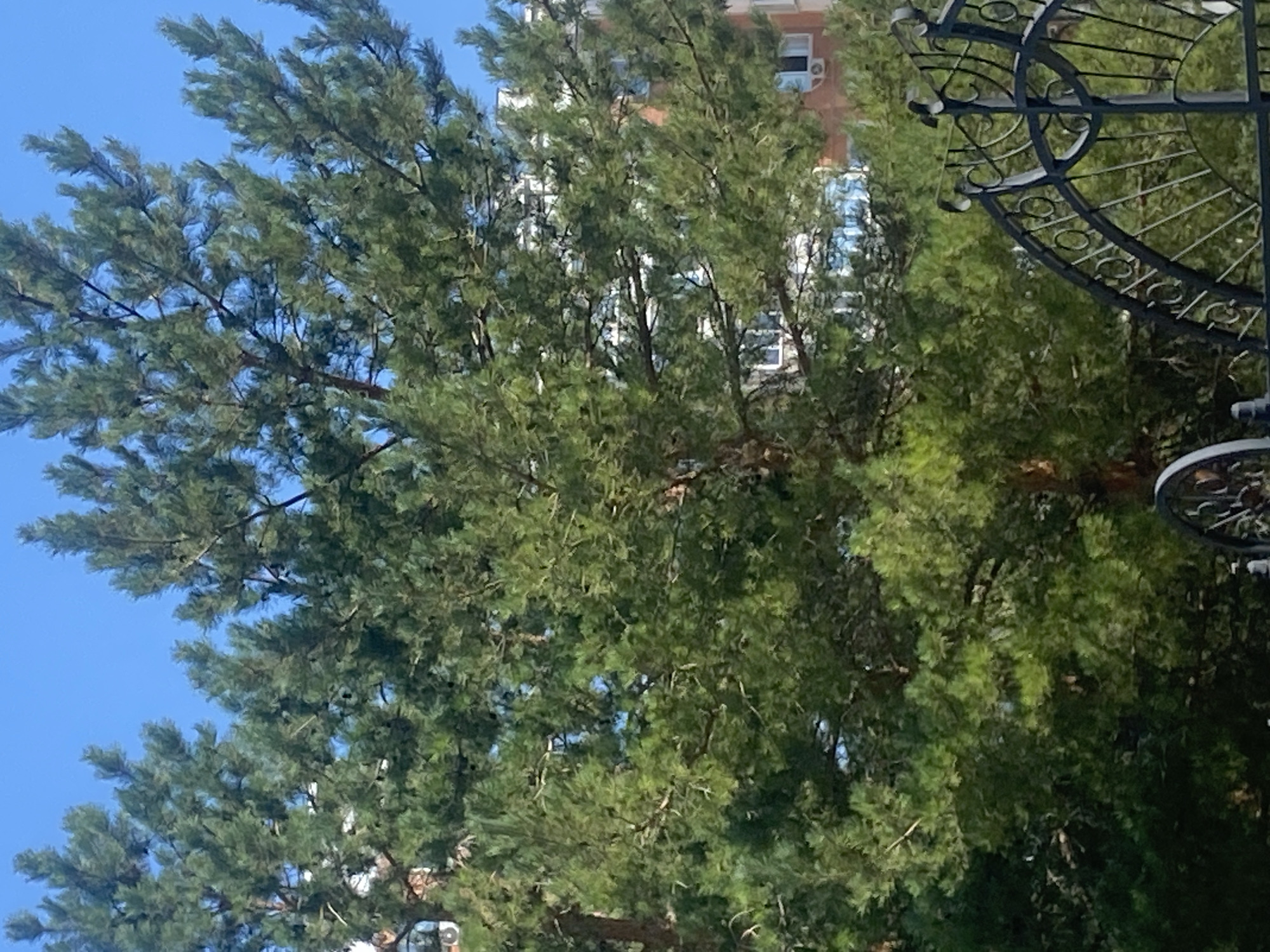 A cluster of tall pine trees with dense green foliage partially obscures the facade of a multi-story brick building under a clear blue sky. The building appears to be residential, with visible windows and balconies. In the foreground, a decorative black metal gate with intricate scrollwork is visible. The scene is set in the city of Oral, Kazakhstan.