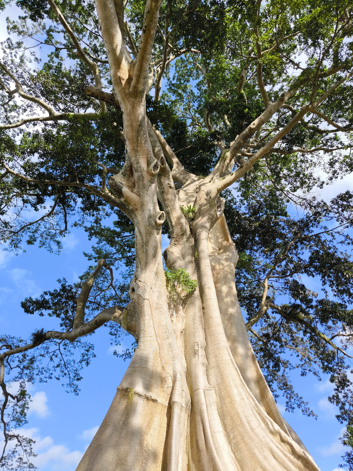 Captured from a low angle, the image presents a towering, pale-barked tree against a backdrop of a partly cloudy blue sky. The tree's massive trunk appears to be composed of multiple fused stems, with its branches extending outward and upward, supporting a canopy of green leaves. Small plants or growths are visible on the trunk. The sky, visible through the branches and leaves, is a vibrant blue, dotted with scattered white clouds. The image was taken in Tua, Indonesia.