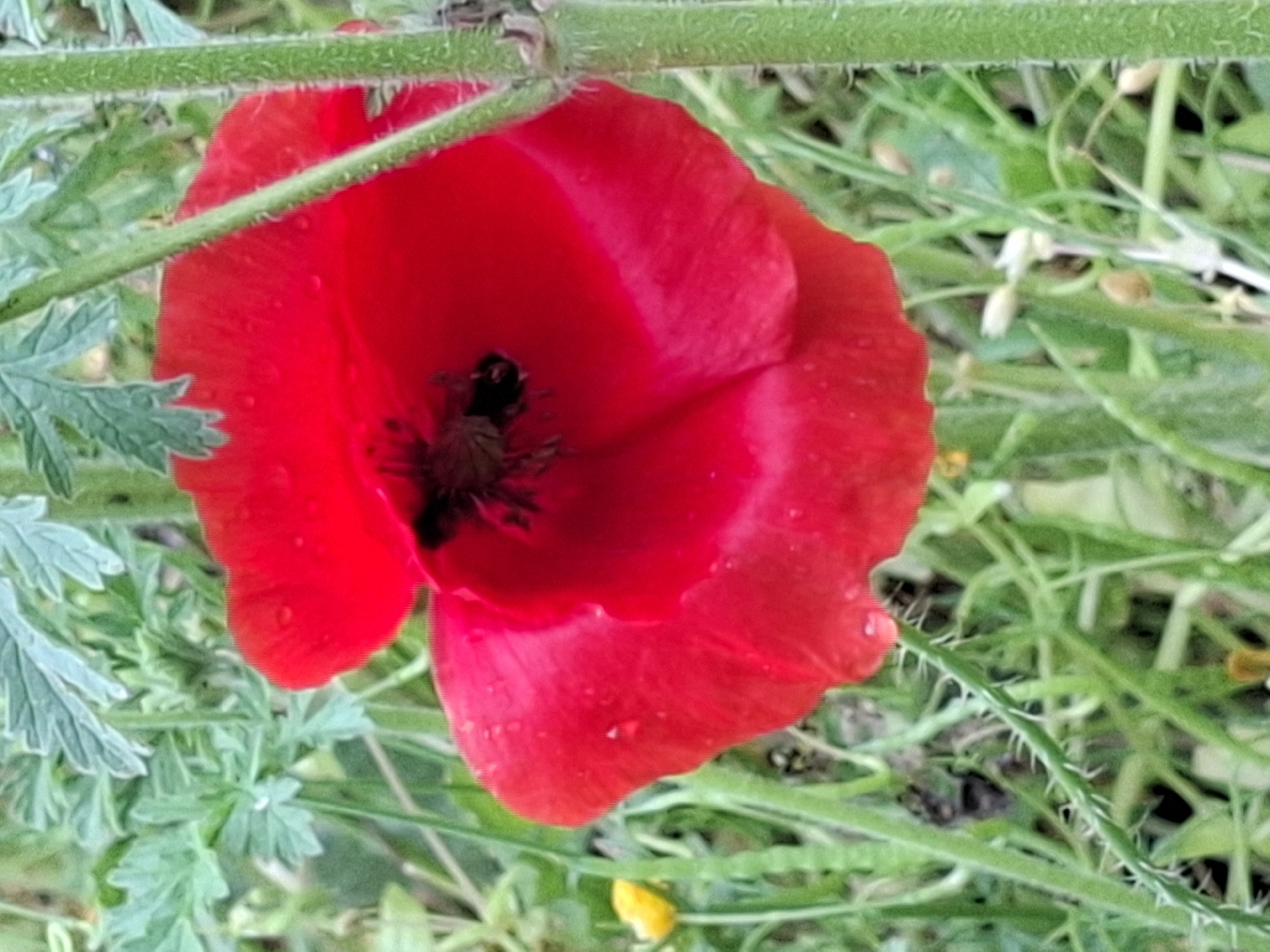 A close-up shot reveals a vibrant red poppy flower in a field. The flower has several water droplets on its petals. A bee is positioned in the center of the poppy, likely gathering pollen. The surrounding area is lush with greenery and a few small yellow flowers. There are some sharp grass spikes visible below the poppy. The exact location in Plovdiv, Bulgaria cannot be determined from the image.