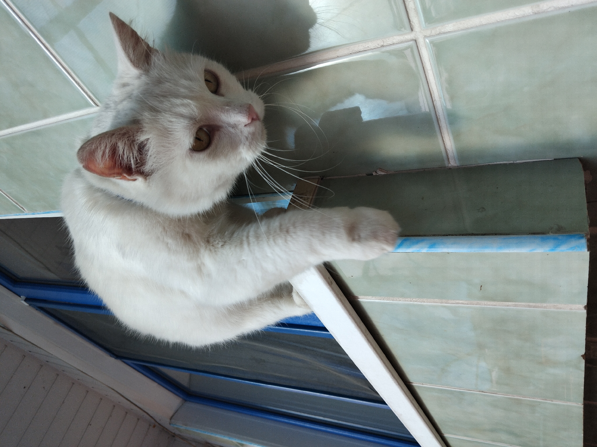 An outdoor photograph, taken from a low angle, captures a white cat perched on a windowsill. The cat is positioned on the right side of the frame, with its body extending downwards over the edge of the sill. Its gaze is directed downwards and to the right. The windowsill is white and appears to be made of wood or painted metal, with a blue trim along the edge that partially enters the frame from the left.
Behind the cat, the wall is covered in light green square tiles with white grout lines. The tiles are arranged in a grid pattern. To the left of the cat, a blue-framed window or door is visible, with vertical elements that are reflective. Above the window, a light-colored wooden soffit with parallel planks is present.
The lighting suggests it is daytime, with shadows cast on the tiled wall, indicating light coming from the left and slightly above. The overall impression is of a domestic setting, possibly a house or apartment building's exterior.
The image does not contain any specific landmarks or features that would allow for pinpointing a location within the city of Zhytomyr, Ukraine. Therefore, a precise geographical location within the city cannot be determined from the visual information provided.