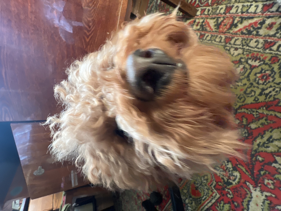 This image depicts an interior scene, established as a room within a dwelling in the city of Podolsk, Russia. The primary subject is a domestic dog, likely a Poodle or a similar curly-haired breed, characterized by its shaggy, light brown or caramel-colored fur. The dog's head is positioned centrally and in close proximity to the camera, with its dark, wet nose being the most prominent and relatively in-focus feature. Its eyes are mostly obscured by the dense fur.
The dog is situated on a floor covered by an ornate, patterned rug, predominantly featuring shades of red, black, and greenish-gold in a symmetrical design. In the background, beyond the dog, reflective wooden surfaces are visible. To the right, a large, polished wooden surface with visible grain patterns reflects indistinct light sources or objects. To the left, a portion of a lighter wooden cabinet or furniture piece is present. No human figures are visible. The overall lighting suggests an indoor setting.