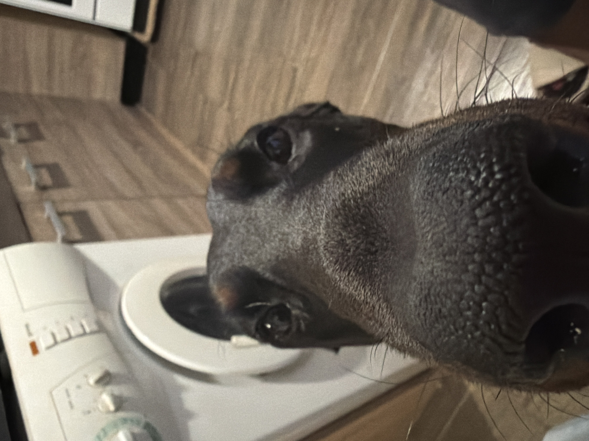 A close-up image focuses on a black dog's face, with its nose prominently displayed. The dog is near a white appliance, possibly a washing machine or dryer. The background suggests an indoor setting, with tiled flooring and a partial view of kitchen cabinets. The location is not discernible as Sofia, Bulgaria.