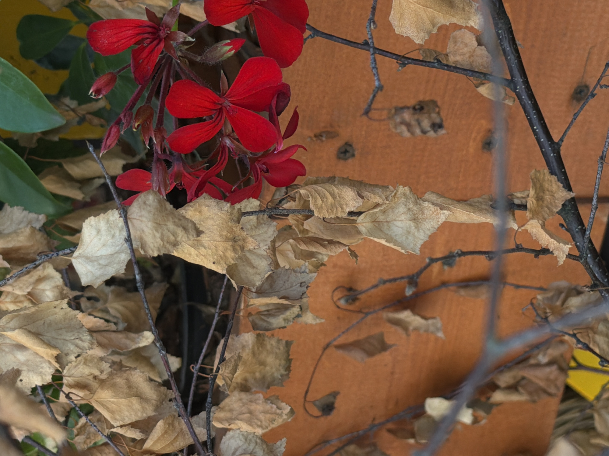 The image depicts a close-up view of withered brown leaves and a cluster of vibrant red flowers. The background is an orange, wooden surface, possibly a wall or fence. The scene appears to be outdoors, with some green foliage visible in the upper right corner. There is no indication of the location being in Moscow, Russia, or any specific city. The image does not contain any people, actions, or interactions.