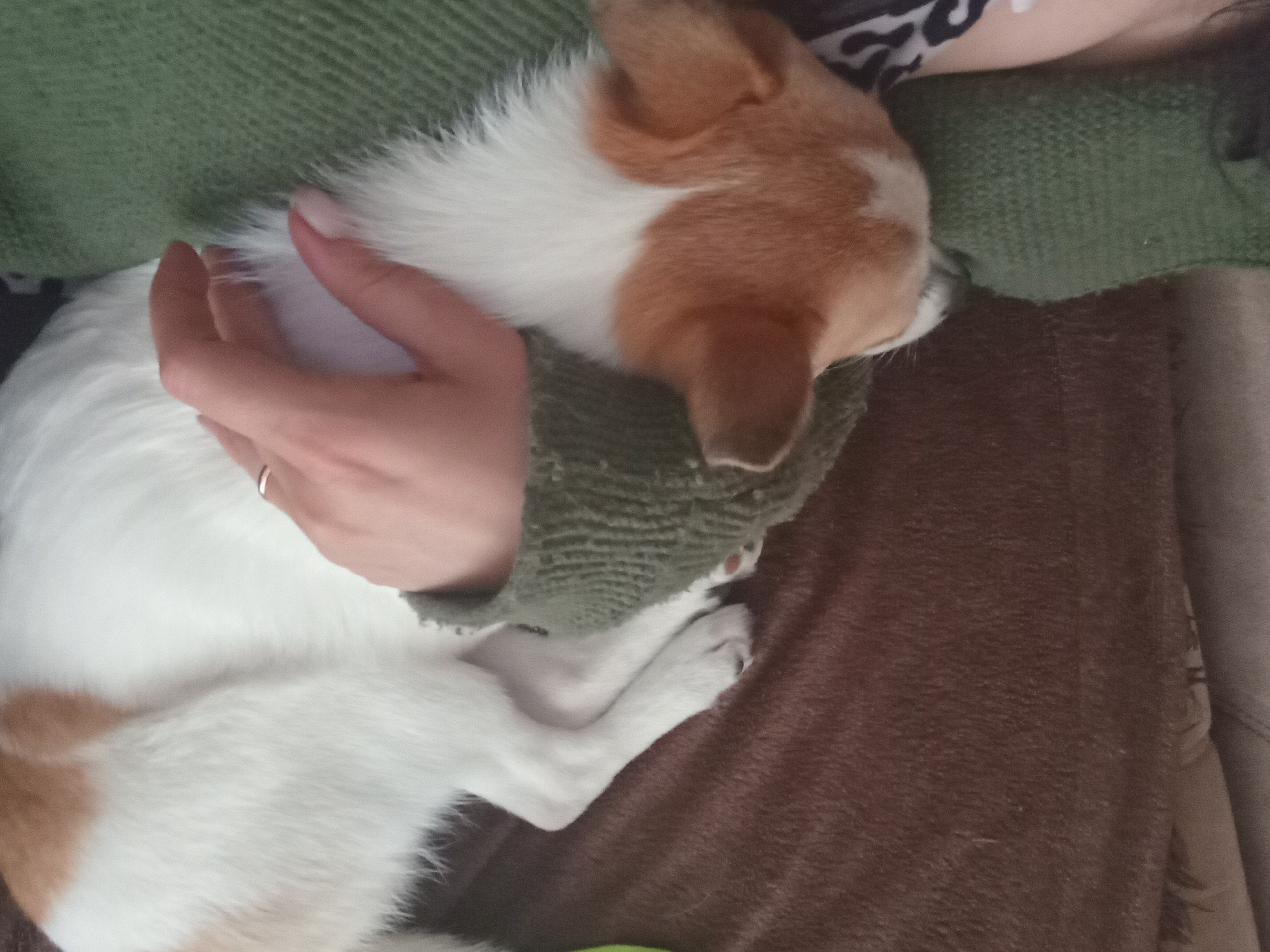 The image shows a close-up, overhead view of a small dog with white and tan fur sleeping on a person's lap. The person is wearing a green knitted sweater. The dog's head is nestled against the person's chest, and a hand is gently resting on the dog's body. The background consists of a brown blanket or couch. The scene appears to be indoors, likely in a home setting. There is no discernible information within the image to indicate a specific location in Chuhuiv, Ukraine.