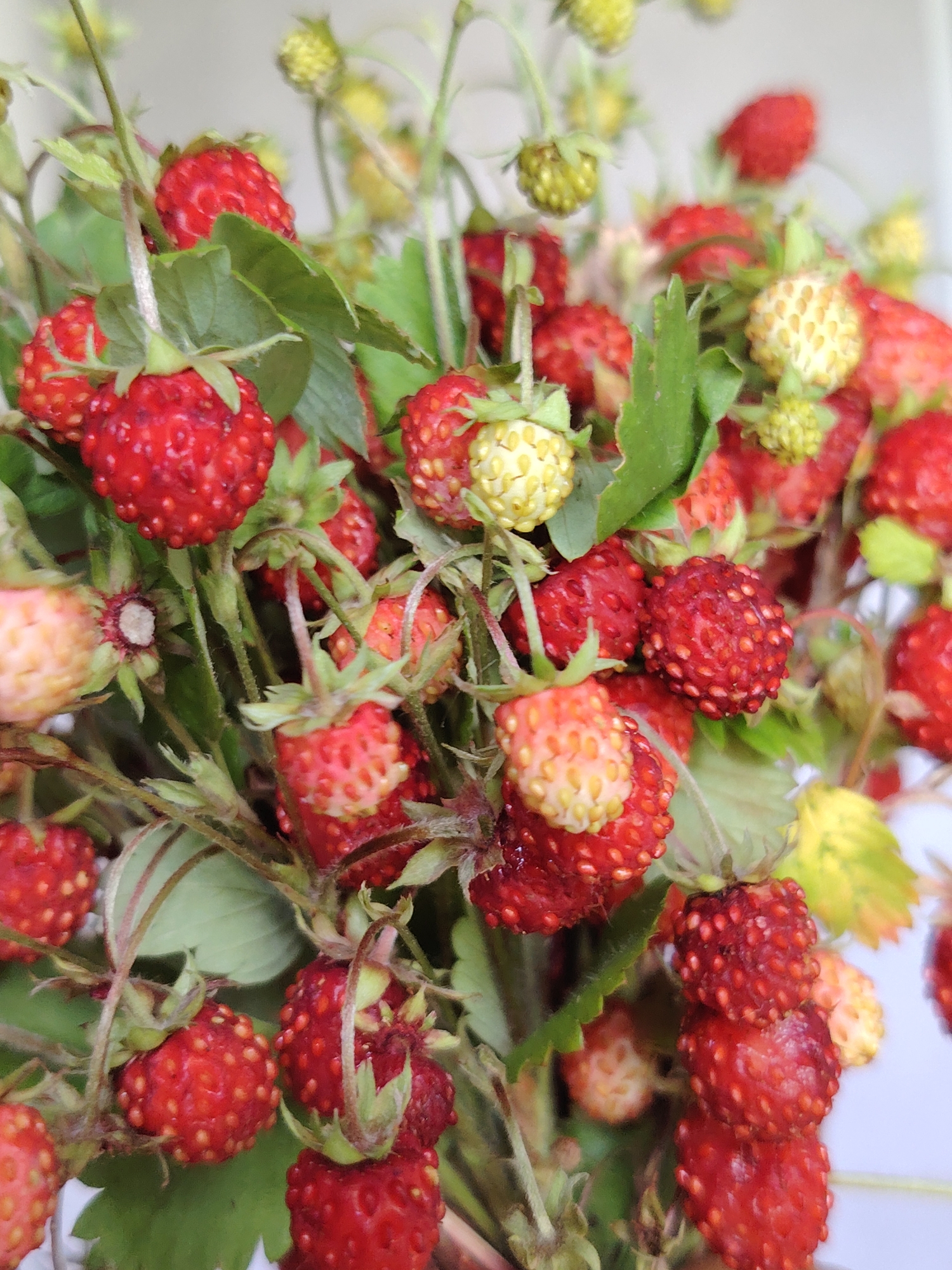 The image shows a close-up view of a bunch of wild strawberries. The strawberries are a vibrant red and some are still partially green or yellow, indicating they are at different stages of ripeness. They are clustered together on thin stems, with some green leaves visible. The background is blurred, but appears to be a light, neutral color, suggesting the photo was taken outdoors in natural light. There are no people, animals, or man-made objects visible in the image. The scene is simple and focuses entirely on the natural beauty of the wild strawberries. There is no information in the image to suggest it is located in Chaikovsky, Russia.