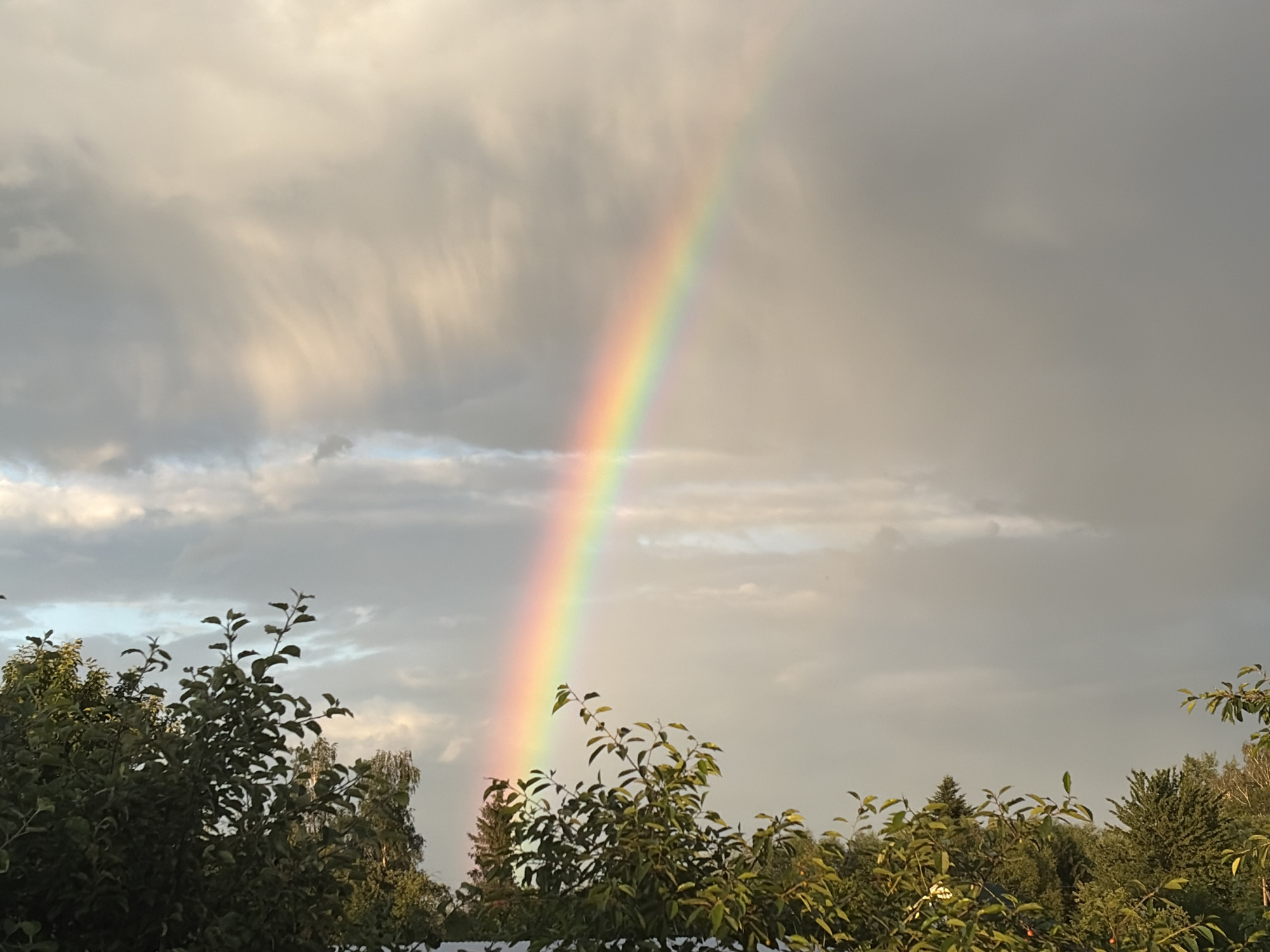 This image, captured in Hanniv, Ukraine, depicts a cloudy sky with a vibrant rainbow arching upwards. The lower portion of the frame is filled with lush green trees and foliage, suggesting an outdoor, possibly rural or suburban, setting. The clouds are varied in texture and color, with some areas appearing light and wispy and others darker and more dense. The rainbow itself displays the full spectrum of colors, a vivid contrast against the muted tones of the sky and foliage. There are no people or specific structures visible in the frame, focusing the scene solely on the natural phenomenon of the rainbow and its surrounding environment.