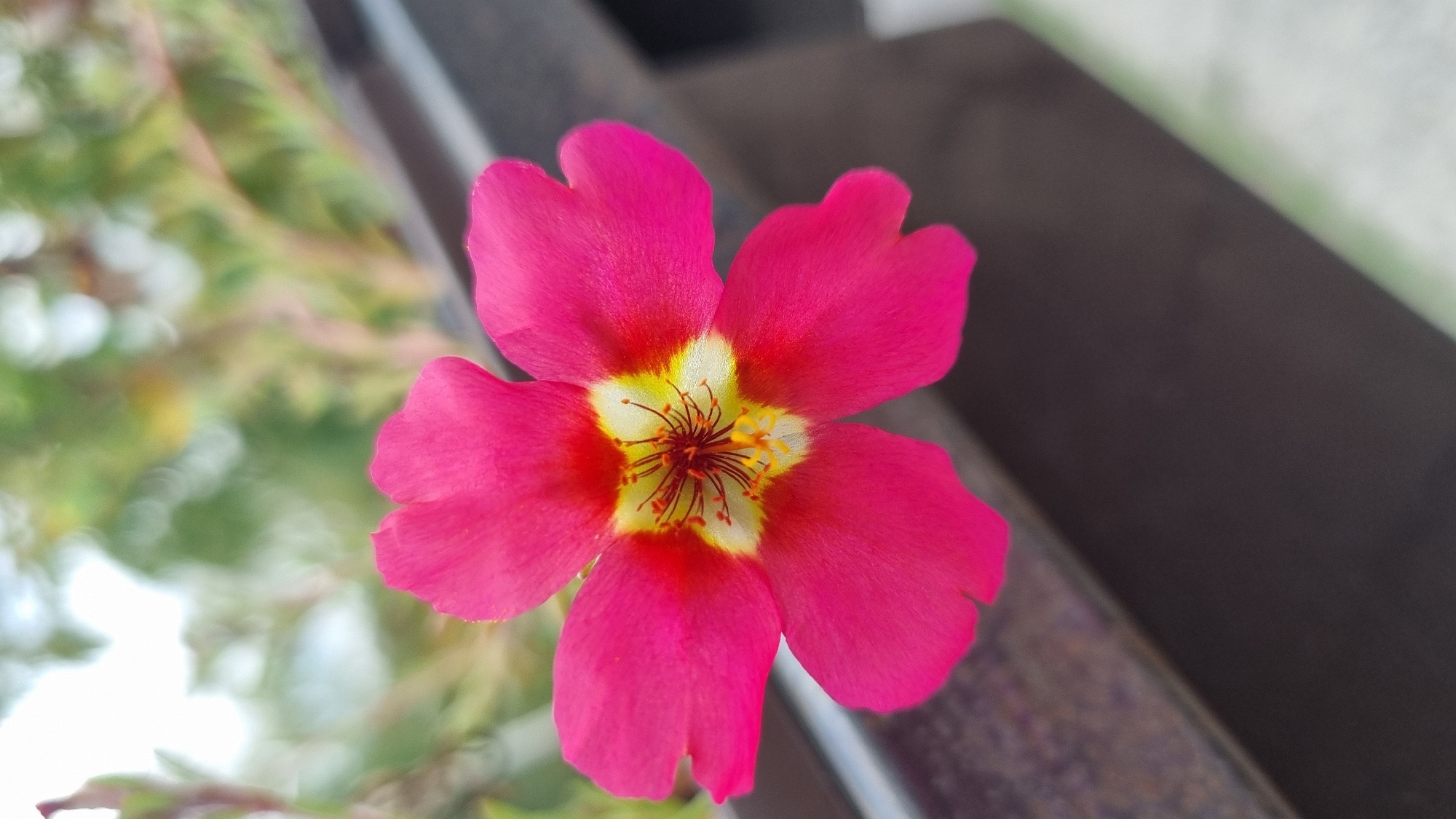 A close-up, eye-level shot features a single, vibrant pink flower with a yellow and white center, situated outdoors. The flower is the primary subject and is sharply in focus. Its petals are delicate and somewhat cupped, with a visible stamen structure in the center. The background is blurred, showing green foliage and hints of white bokeh, suggesting a natural or garden setting. The lower portion of the image shows a dark, textured surface, possibly a planter or railing, and a lighter, out-of-focus surface that could be a pathway or ground. The lighting appears natural, casting subtle shadows. There are no people or animals visible in the frame. This image was captured in Berehove, Ukraine.