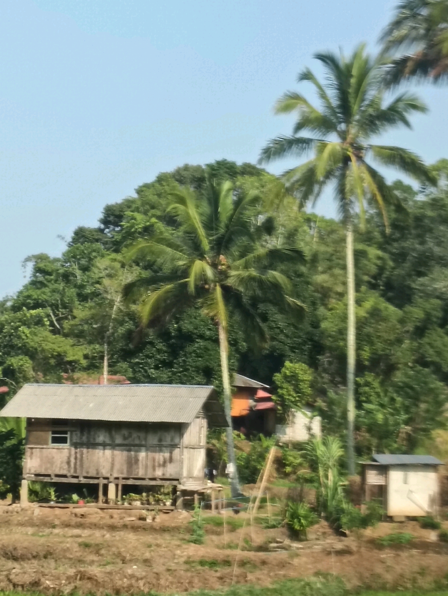 This image depicts a rural scene in Tomohon, Indonesia, characterized by lush greenery and a rustic dwelling. A modest, elevated wooden house with a corrugated metal roof stands in the foreground. The house is supported by stilts, and its walls are constructed from weathered wooden planks. A small window is visible on the left side of the house, and a doorway is present on the right. The area beneath the house appears to be used for storage or as a small garden, with various plants visible.
Behind the house, a dense tropical forest covers a sloping hillside, dominated by the vibrant green foliage of trees and palms. Two tall coconut palm trees are prominent in the mid-ground, their fronds swaying gently. To the right of the main house, a smaller, white structure with a dark roof is also visible, possibly another outbuilding or small dwelling. Further in the background, glimpses of other buildings with red roofs suggest a small settlement nestled within the landscape. The sky is a clear, pale blue. The foreground consists of dry, brown earth with sparse vegetation, indicating a cultivated or natural terrain. The overall impression is one of a tranquil, tropical environment.