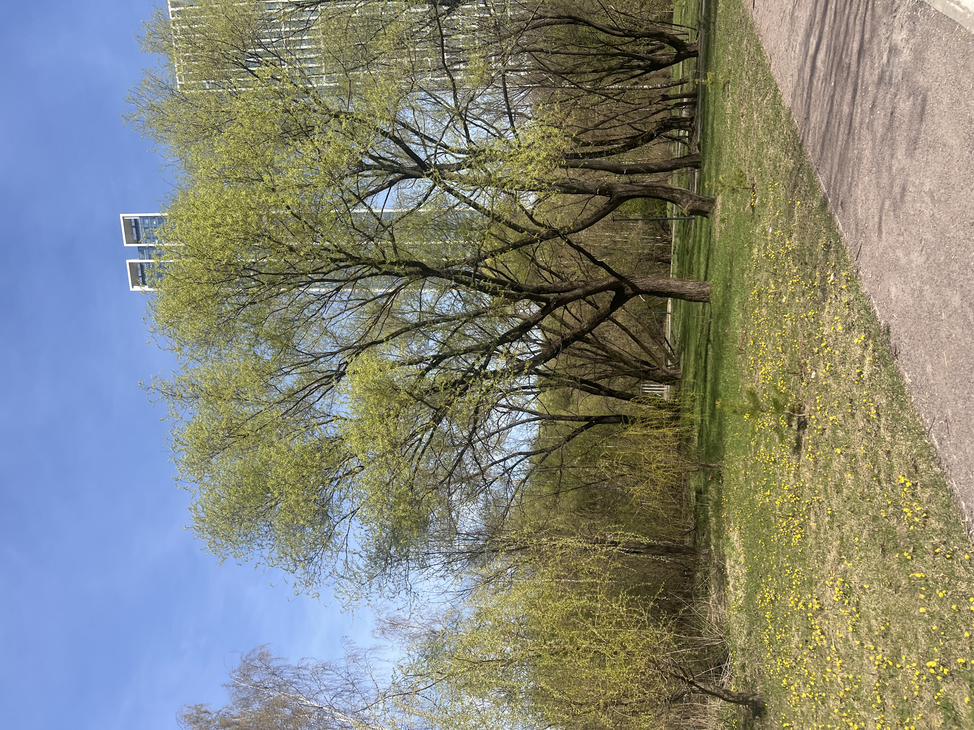 The image depicts a park scene in Khimki, Russia. Several trees with light green leaves are visible against a clear blue sky, with a tall building in the background. The ground is covered in grass and numerous small yellow flowers. A paved pathway runs along the right side of the frame.