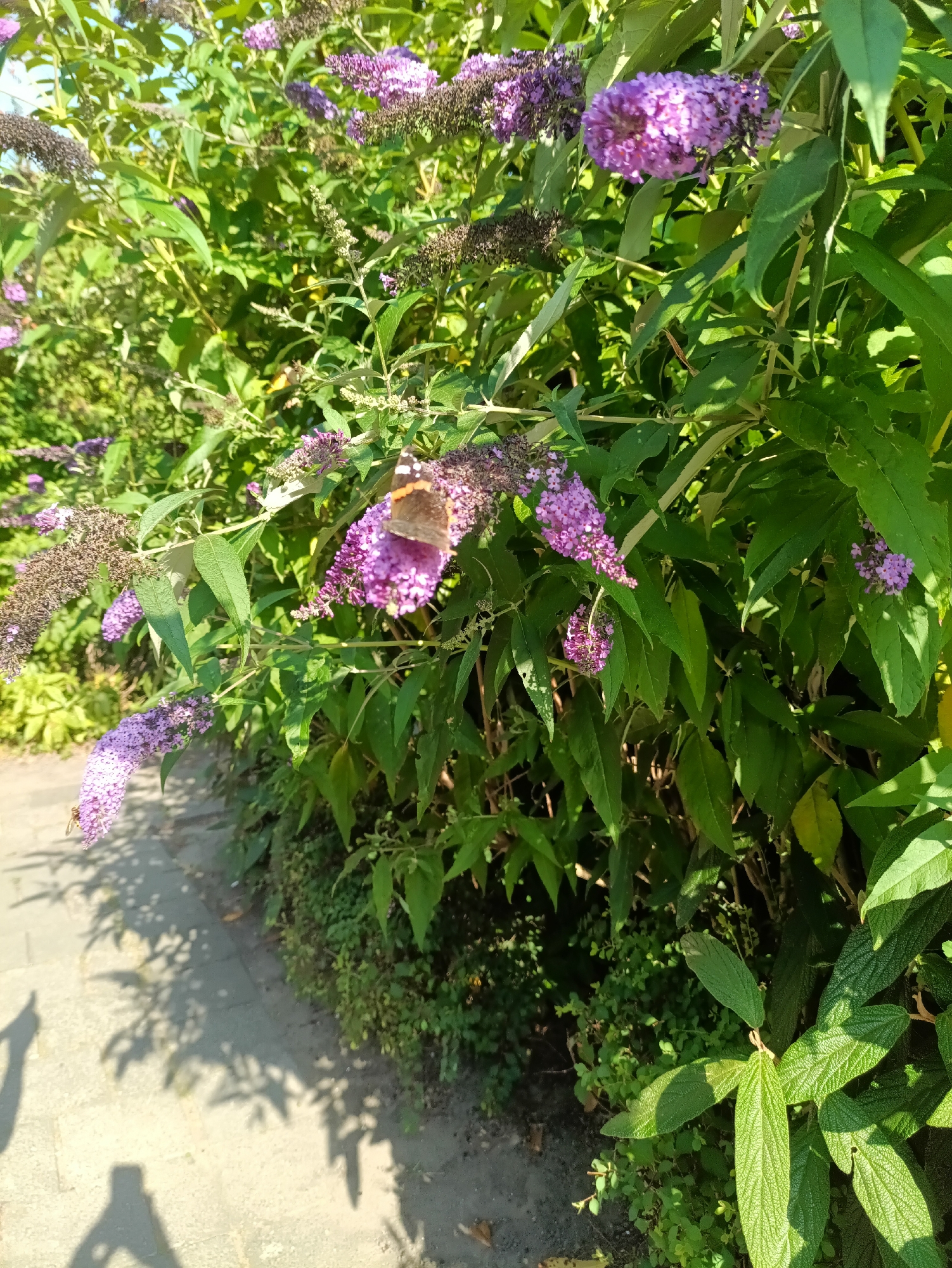 In Zwartewaal, Netherlands, this image captures a sunlit scene of a butterfly and a bee actively visiting purple butterfly bush flowers. The butterfly, with its distinctive orange and black markings, is perched on a cluster of purple blossoms. Nearby, a bee is also seen on a flower. The butterfly bush is in full bloom, with numerous purple flower spikes and green leaves dominating the frame. In the background, dappled sunlight illuminates a paved pathway, casting shadows from the surrounding foliage. The environment appears to be a garden or park setting, with lush green vegetation and the hint of a walkway.