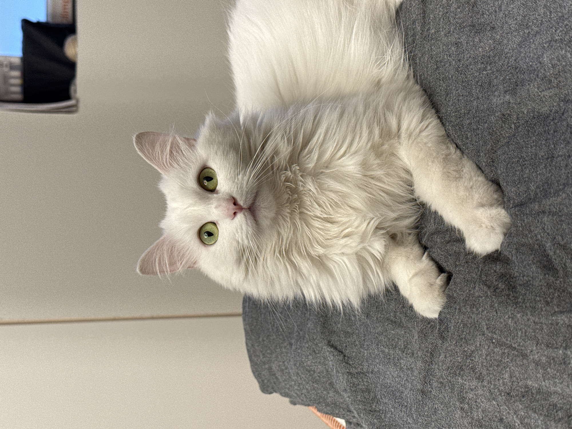 An indoor medium shot captures a fluffy white cat with striking green eyes lying on a gray textured blanket. The cat is positioned facing forward, with its head tilted slightly upward and to the left, its front paws resting on the blanket. The background is a neutral, light-colored wall with subtle vertical lines, suggesting an interior domestic setting. A sliver of a blurred background shows a shelf with items on it, including what appears to be a dark object and a blue rectangular element. The lighting is soft and diffused, highlighting the cat's fur and bright eyes. The scene is devoid of any human presence or outdoor elements.