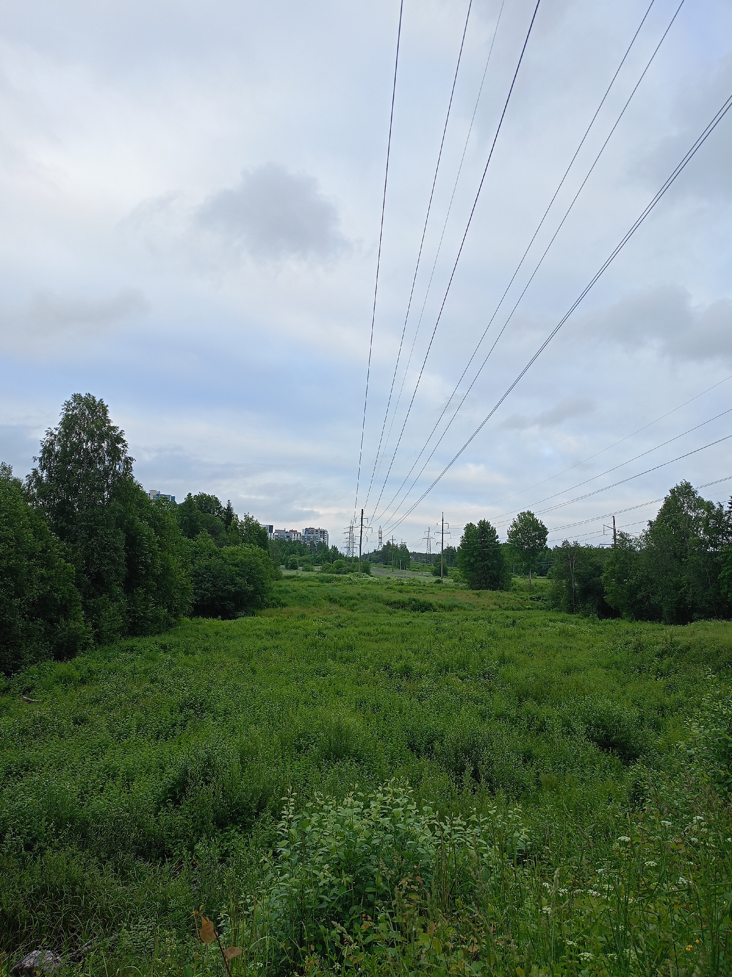 A wide, overcast view of a lush, green field stretches towards a line of trees in the distance. Above the field, numerous power lines crisscross the sky, suspended between tall, skeletal towers. In the background, a cluster of modern, multi-story buildings rises above the trees, suggesting the edge of an urban area. The foreground is densely populated with various types of vegetation, including tall grasses and smaller leafy plants. The overall impression is one of nature encroaching on or coexisting with infrastructure.