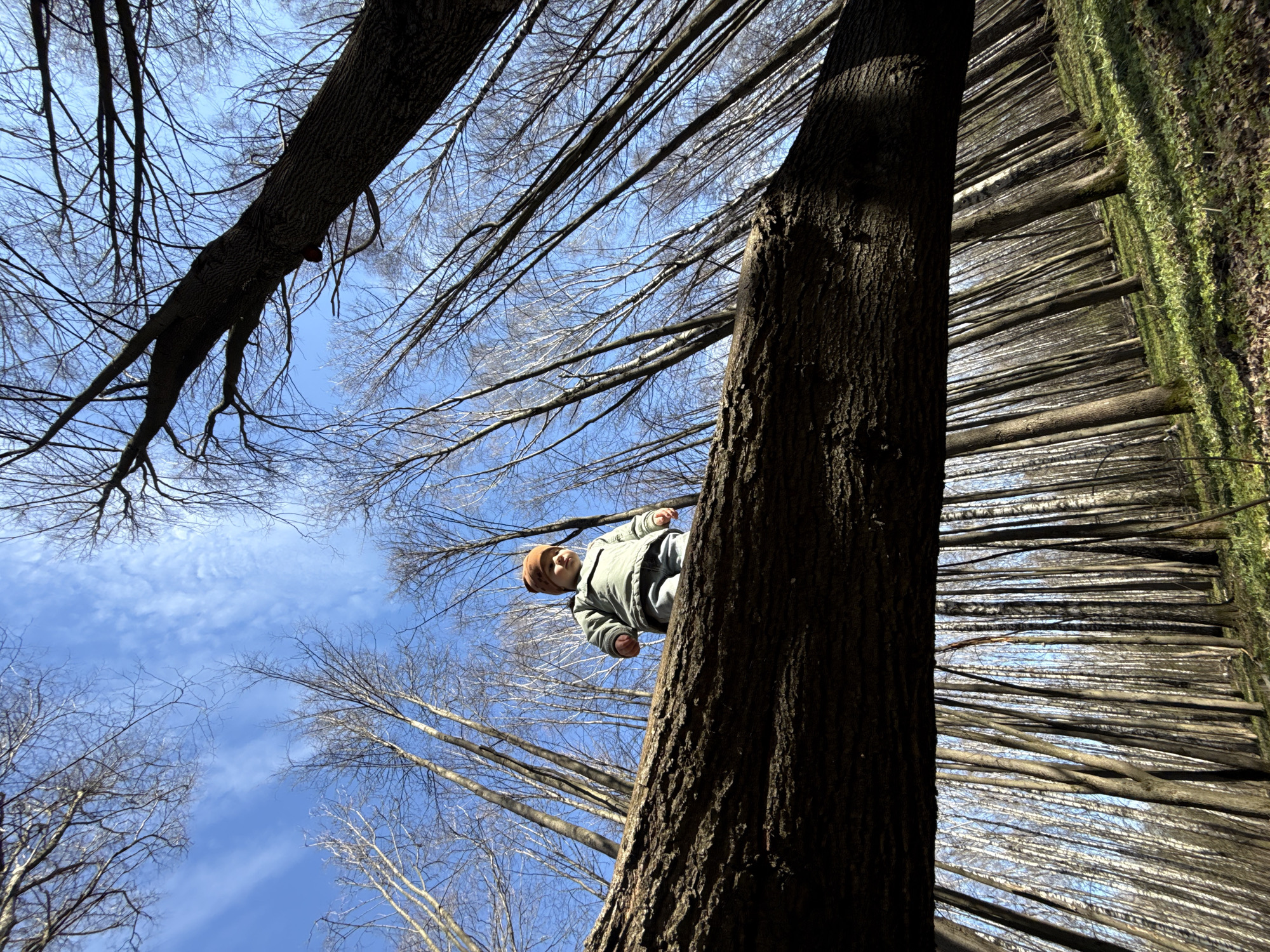 The image is taken from a low-angle perspective in a forest-like setting, likely in Rusanovo, Russia. The blue sky is visible through bare tree branches. A young child in a jacket and hat is positioned on the trunk of one of the trees. Adjacent to the first tree, many trees with their trunks visible stretch to the right side of the frame; some have moss growing on them.