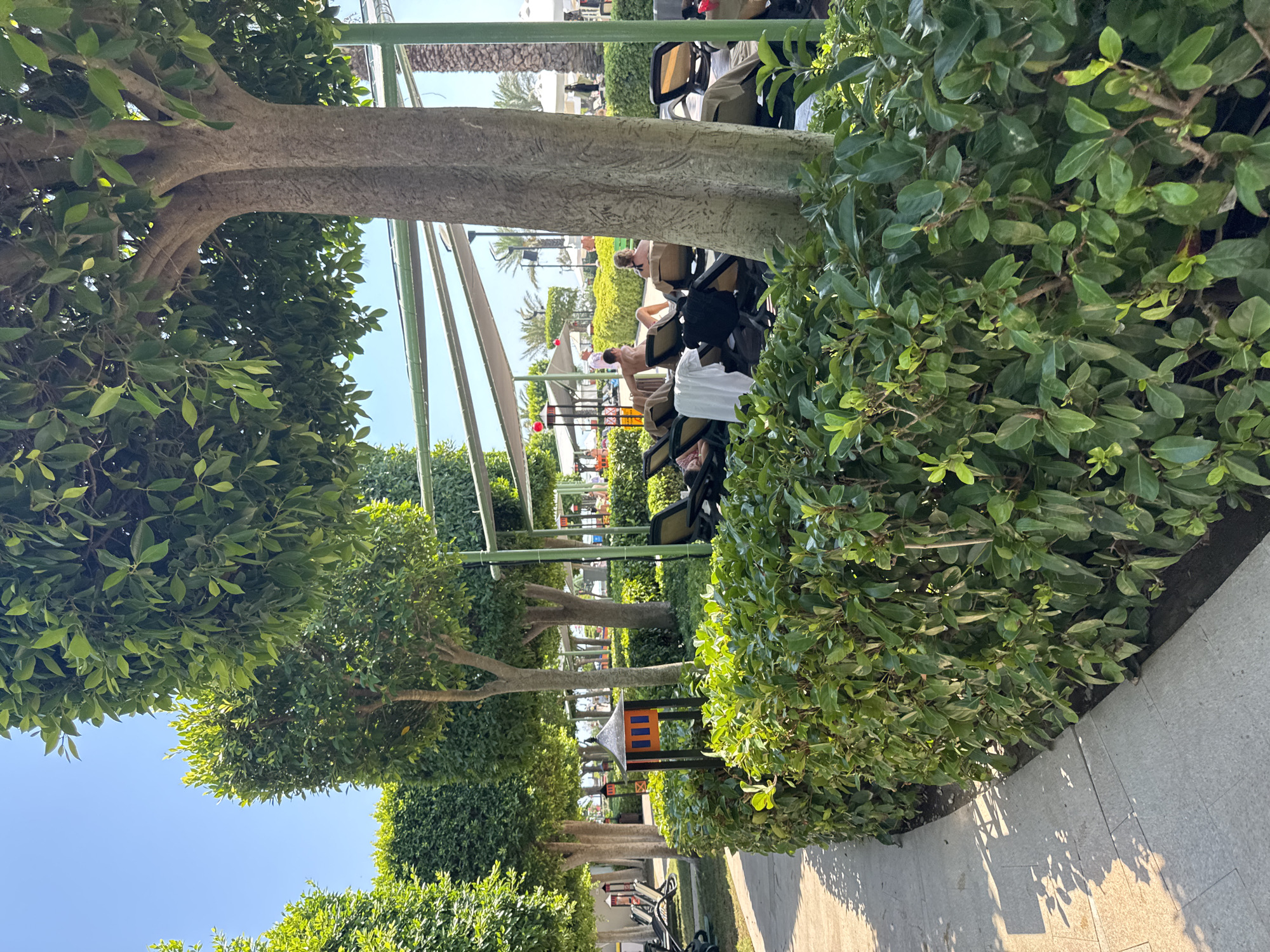 This is a vertical, eye-level, outdoor photograph taken in Aksu, Turkey. The scene depicts a resort or hotel area with manicured trees and hedges. In the foreground, a paved walkway curves to the left, bordered by a dense, green hedge. Beyond the hedge, several people are relaxing on lounge chairs under a covered canopy. The lounge chairs are arranged in rows, and some have towels or clothing draped over them. The people appear to be enjoying leisure time, with some looking away from the camera and others possibly engaged in conversation. In the middle ground, there are more trees, some of which are neatly trimmed into rectangular shapes, and a small, colorful decorative structure resembling a birdhouse. Palm trees and other vegetation are visible in the background, along with more resort structures and awnings. The sky is clear and blue, indicating fair weather. The overall impression is one of a pleasant, sunny day at a resort destination.