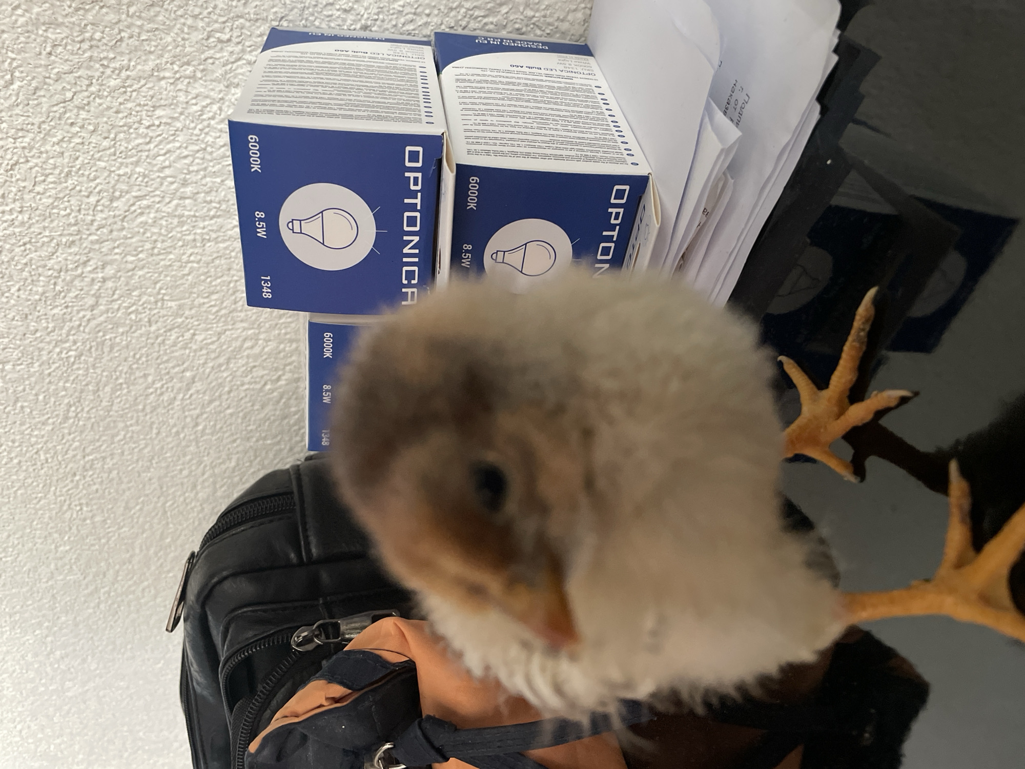 A close-up shot shows a fluffy chick perched on a black bag with orange fabric, with two boxes of Optonica LED bulbs nearby. The boxes are marked with "6000K" and "8.5W". The background includes a stack of papers and a dark, reflective surface. The chick's feet are visible. The exact location in Zlatograd, Bulgaria is indiscernible.