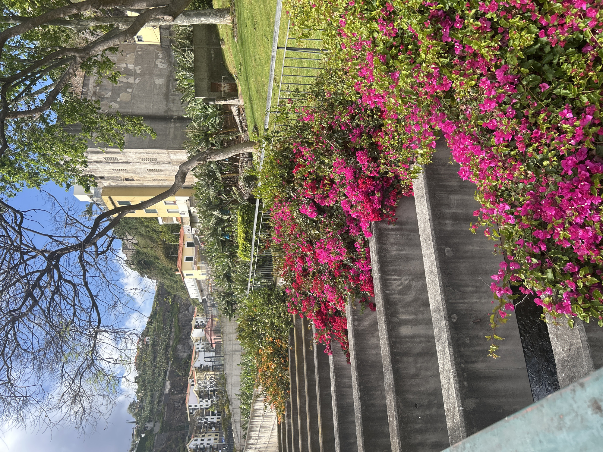 The image shows a stepped concrete embankment with vibrant pink bougainvillea cascading over the edge. The structure appears to be a water channel or irrigation system, running along the side of a hill. The embankment is built above a hillside with a cluster of houses in the distance. A tree with bare branches is on the left, contrasting with the lush vegetation. The scene is bathed in sunlight, suggesting a clear day. The location is likely Câmara de Lobos, Portugal, based on the typical architecture and landscape.