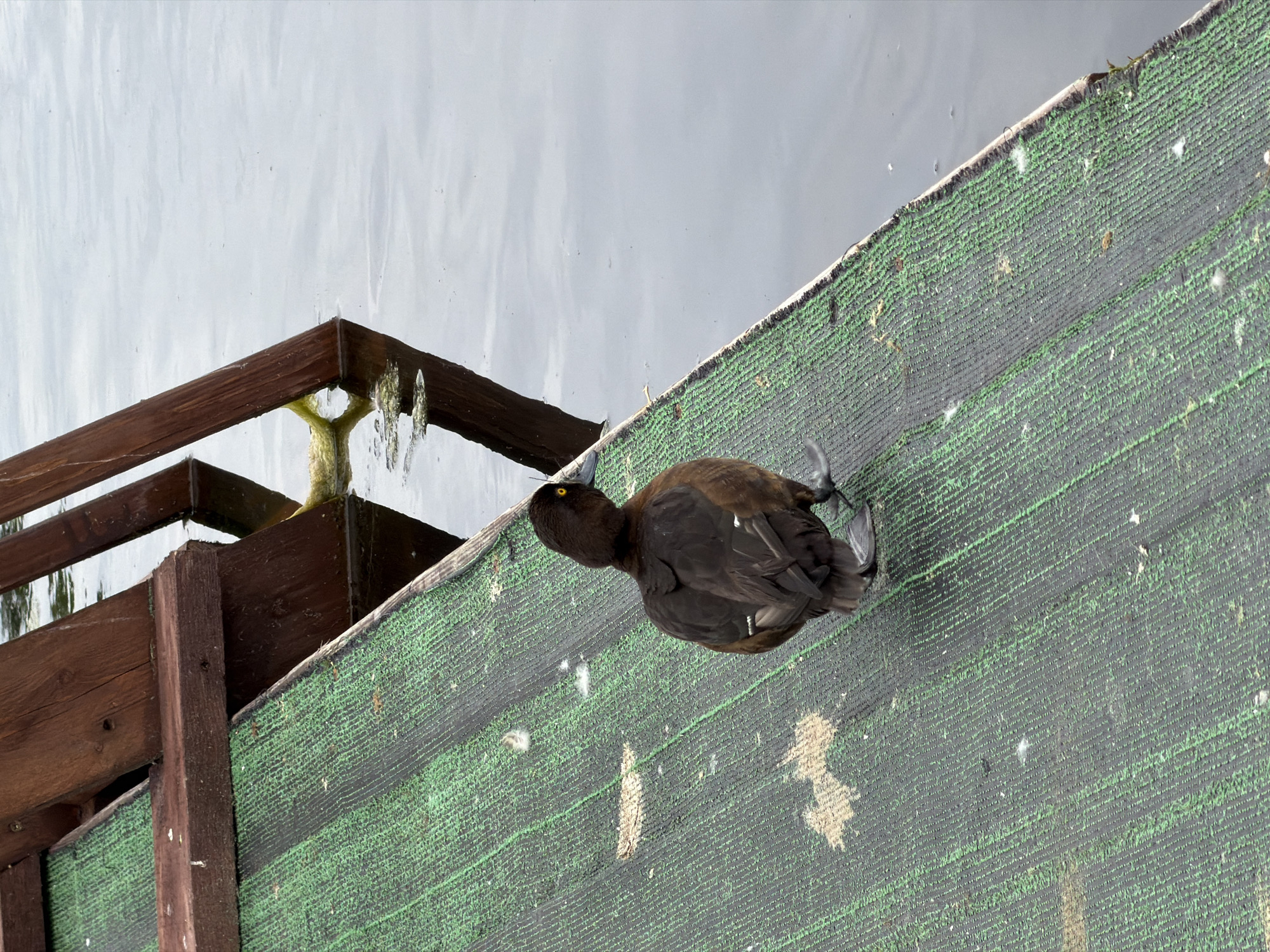 A dark-feathered duck with bright yellow eyes stands on a green-carpeted ramp that slopes towards a body of water. The ramp is secured by wooden supports that extend into the water. The water is calm and reflects the sky. The duck is facing away from the camera, with its body angled slightly to the left. The duck's feet are webbed, and it appears to be in the process of walking. There are several white feathers scattered on the ramp. The environment suggests an outdoor setting, possibly a park or a lake. There are no people visible in the image.