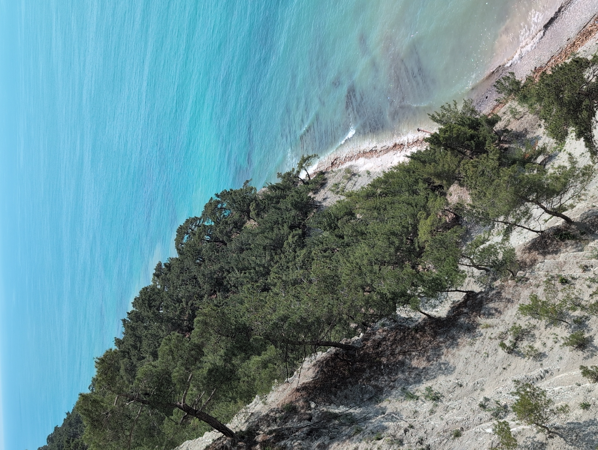 The image depicts a scenic view of the Black Sea coast near Divnomorskoye, Russia. A steep, rocky cliff face covered with pine trees overlooks a turquoise sea. The cliff is characterized by light-colored rock and sparse vegetation, with some trees growing precariously on its edge. The sea is calm, with gentle waves lapping at a pebble beach. The sky is a clear, bright blue, creating a vibrant contrast with the green of the trees and the blue of the water. The overall impression is one of natural beauty and a remote, undeveloped coastline. There are no people or man-made objects visible in the image, emphasizing the wild and untouched nature of the scene.