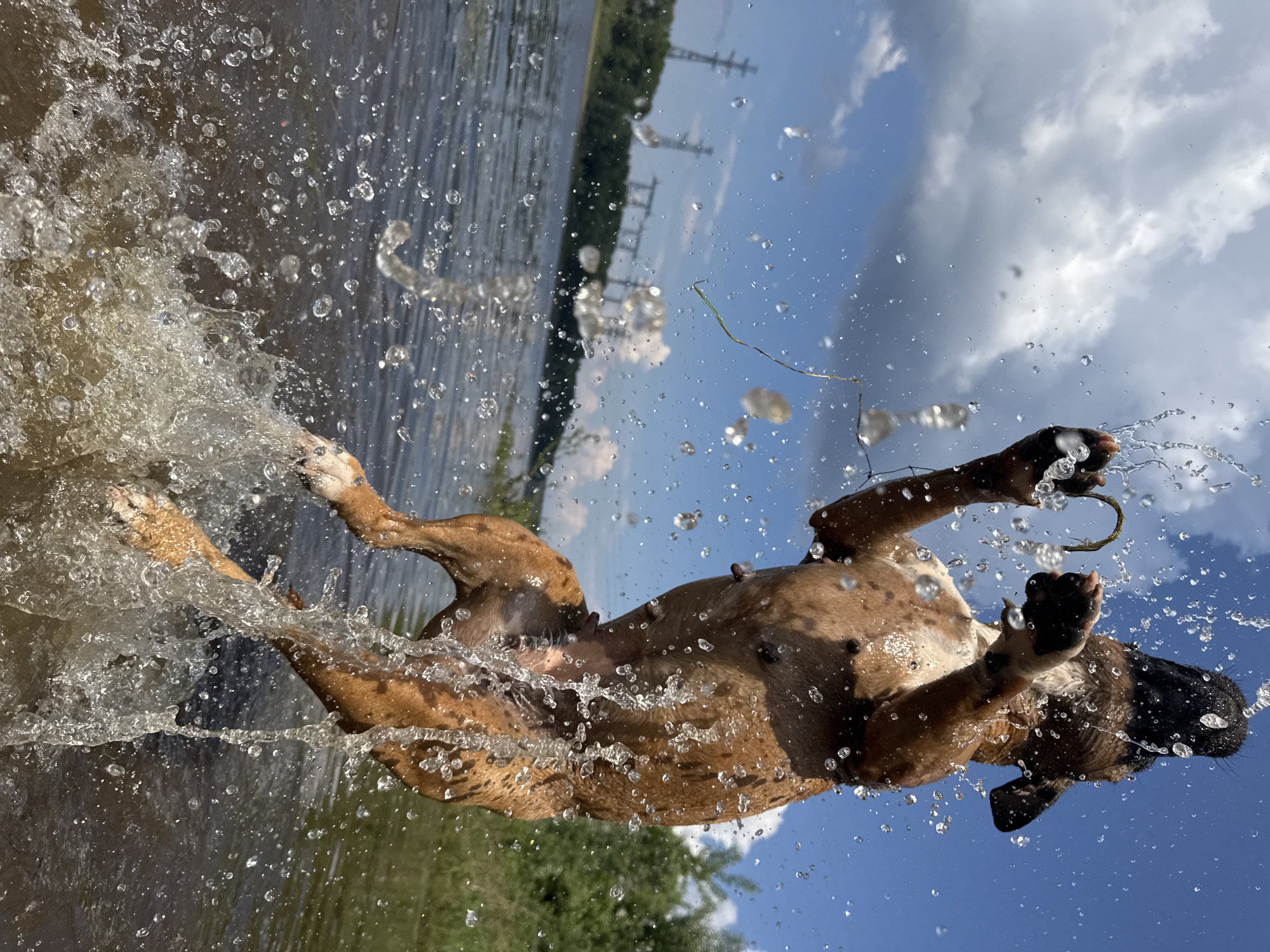 An action shot captures a brown and white brindle boxer dog leaping in the air in the shallow water of the Kama River, near the city of Chaikovsky, Russia. The dog is mid-jump, with its front paws raised and its head tilted back, as if catching something or playing. Water splashes dramatically around the dog, illuminated by sunlight, creating a dynamic and energetic scene. In the background, the river stretches out towards a lush green treeline on the far bank. Power lines and pylons are visible in the distance, indicating the proximity of urban infrastructure to the natural landscape. The sky above is a bright blue, dotted with fluffy white clouds, suggesting fair weather conditions. The low camera angle emphasizes the dog's powerful leap and the intensity of the water's movement.