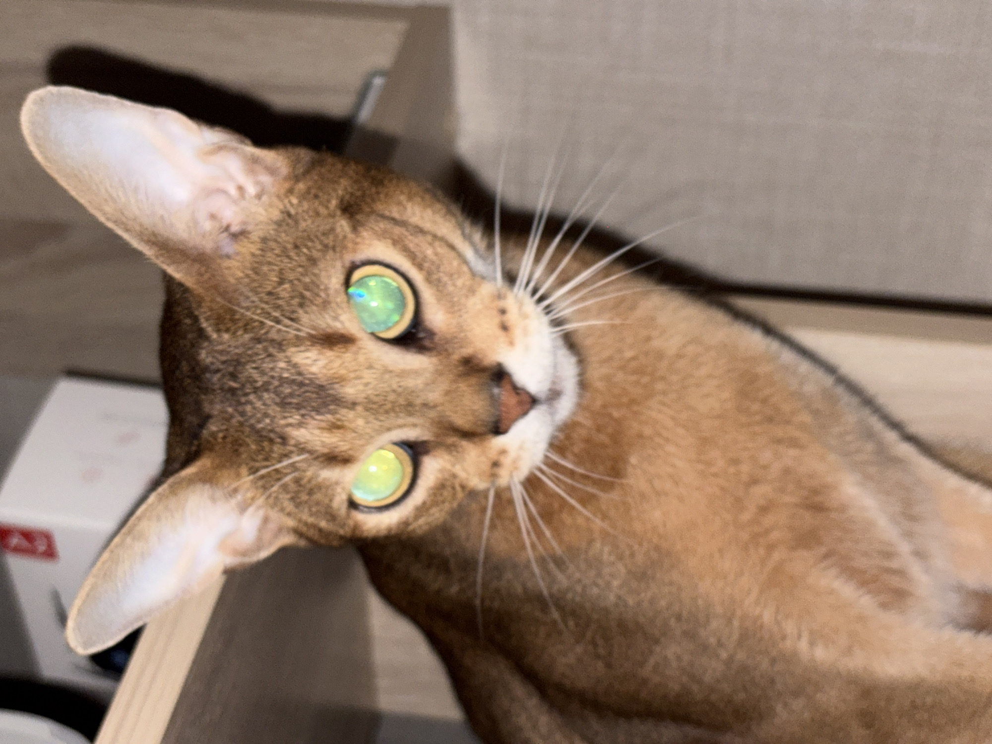 This is a close-up, medium-shot, eye-level, vertical, portrait photograph of an Abyssinian cat indoors. The cat is predominantly brown with tan markings and has striking green eyes with blue reflections. Its ears are large and pointed. The cat's whiskers are white and prominent. The background is out of focus and consists of a wooden shelf with a white box on it and a textured wall. The lighting is dim, creating a shadow on the right side of the image. There are no people or any identifiable city landmarks.