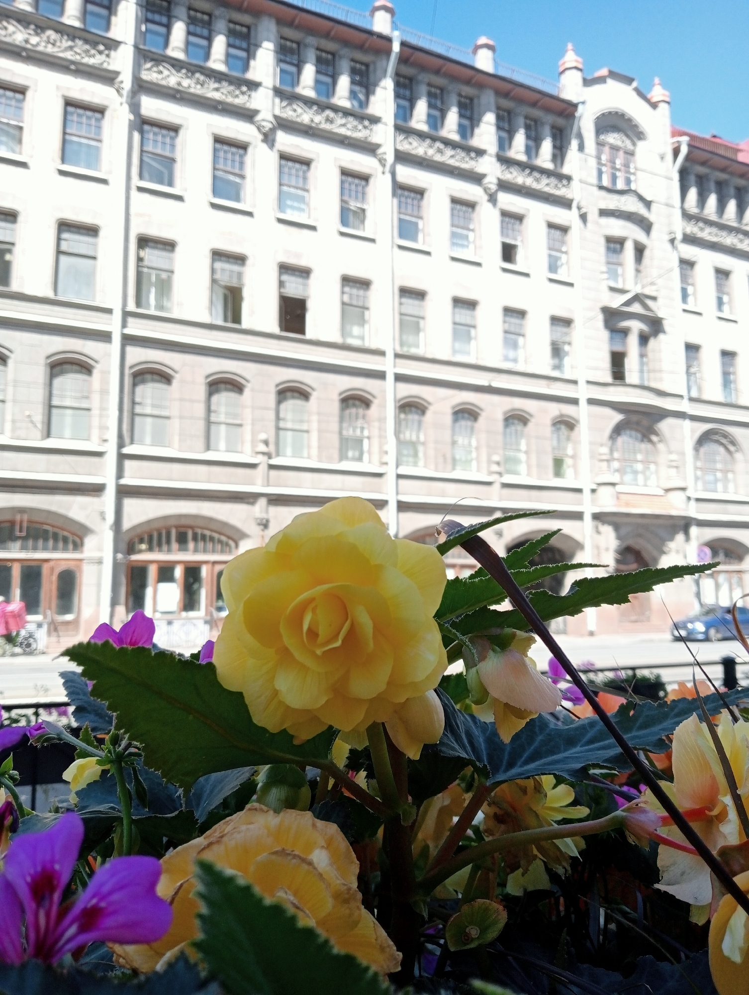 In Saint Petersburg, Russia, a close-up of bright yellow and pink begonia flowers is set against the backdrop of a large, ornate building. The building is light-colored, with many windows and detailed architectural features, including cornices and decorative elements above the windows. The sky above is a clear, bright blue. The flowers are in focus, with their petals and leaves clearly visible, while the building in the background is slightly blurred. Some other colorful flowers and greenery are also visible in the foreground. A street with a blue car is visible in the background, suggesting an urban setting.