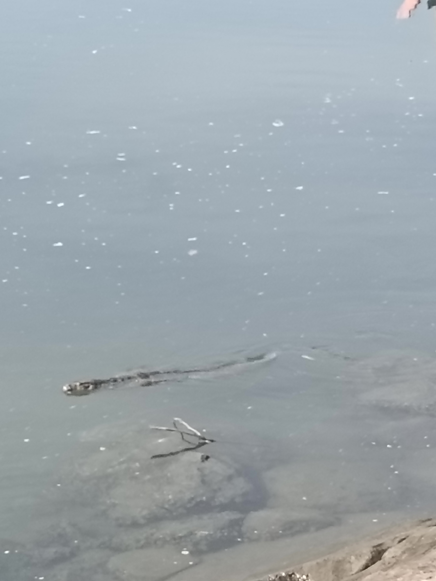 A partially submerged creature, likely a snake, is visible in shallow, murky water. Its head, with discernible eyes, is at the forefront, followed by a patterned body extending horizontally. The water's surface is dotted with small white flecks, possibly debris or ripples. In the background, a person's arm, with skin tone, is visible at the top right corner, extending into the frame. The surrounding environment appears to be a body of water near a sandy or rocky shoreline, consistent with coastal areas in Banda Aceh, Indonesia, where such wildlife might be encountered. The lighting suggests an outdoor, daytime setting.