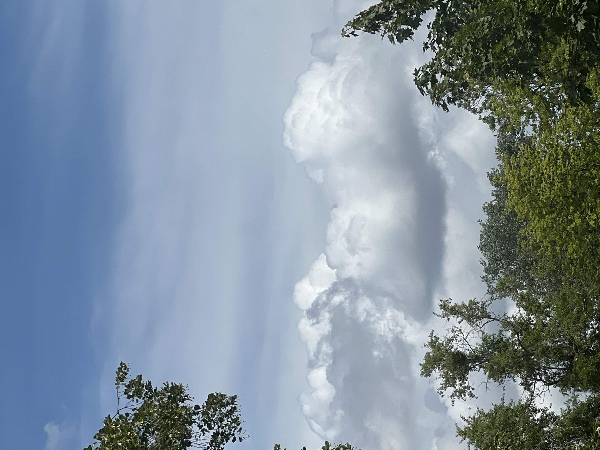 This is an outdoor, vertical, eye-level shot looking up at the sky, featuring a mix of trees and clouds. The sky is bright blue with fluffy white cumulus clouds clustered in the center of the frame, with some wispy cirrus clouds higher up. The tops of lush green trees with dark bark are visible at the bottom of the image, framing the sky. The trees have dense foliage and some bare branches. No people or specific landmarks are visible. The scene appears to be taken in Warsaw, Poland, on a partly cloudy day.