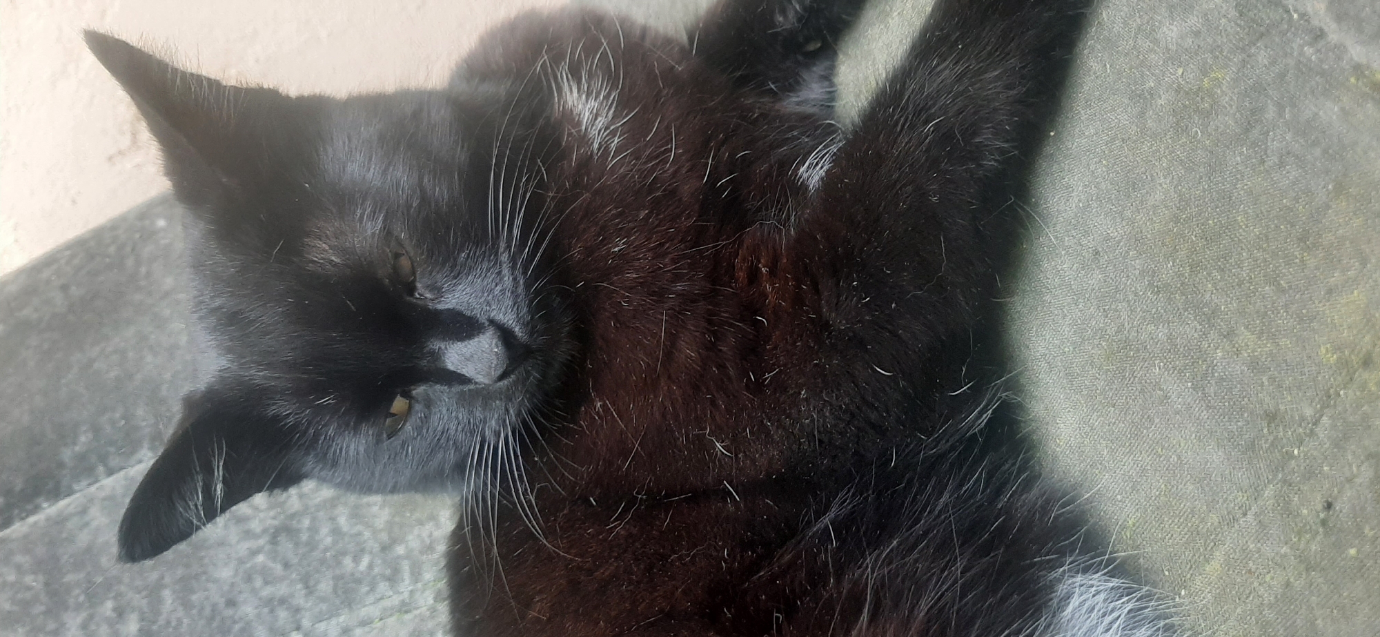 The image shows a close-up, overhead view of a black cat lying on its back. The cat's fur is predominantly black, with some lighter hairs visible, particularly around the face and chest. Its eyes are partially closed, and its mouth is slightly open, revealing a glimpse of its teeth. The cat appears to be relaxed or sleeping, with its paws extended.
The background consists of a textured surface that appears to be a grey mat or rug. To the left of the cat, there is a lighter-colored wall or surface. The lighting suggests it is daytime, possibly outdoors, given the slight shadows and the texture of the ground. There is no visible text in the image. The overall mood is peaceful and serene, capturing a moment of rest for the animal.