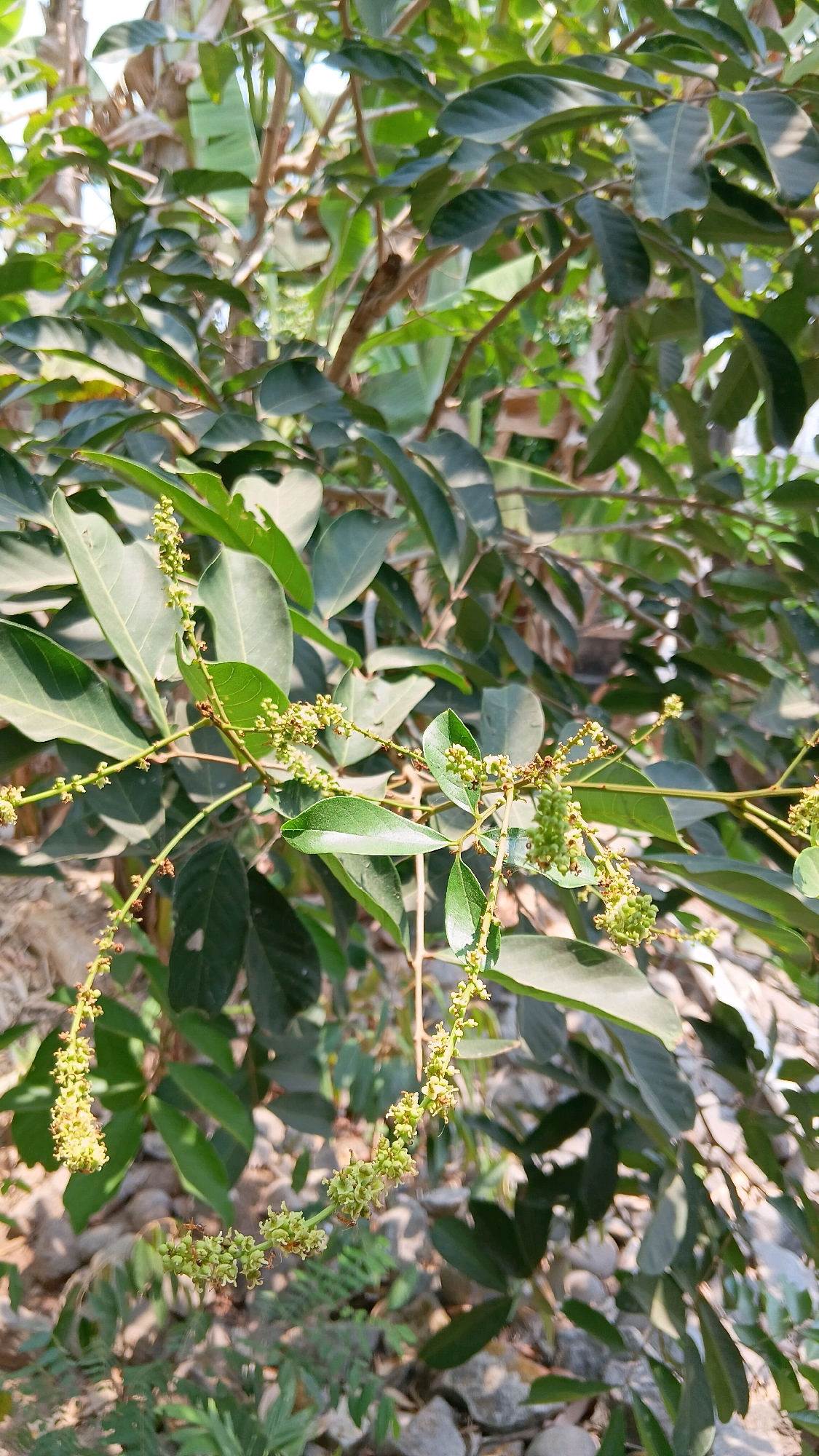A vertical, medium shot captures a close-up of a leafy tree branch with developing fruit or flower clusters. The branches are thin and brown, supporting numerous elongated, dark green leaves that are slightly glossy. Delicate, light green clusters of what appear to be flower buds or very young fruit are visible on thin stems. Some of these clusters are elongated and pendulous, while others are more compact. The background is softly blurred, showing more foliage, tree trunks, and a hint of a banana plant. The ground beneath the tree is covered with small rocks and some sparse greenery. The lighting suggests a sunny day, with highlights on the leaves and fruits. This scene is likely located in a garden or natural setting in Klorogan, Indonesia, given the tropical foliage. There are no people or animals visible in the image.