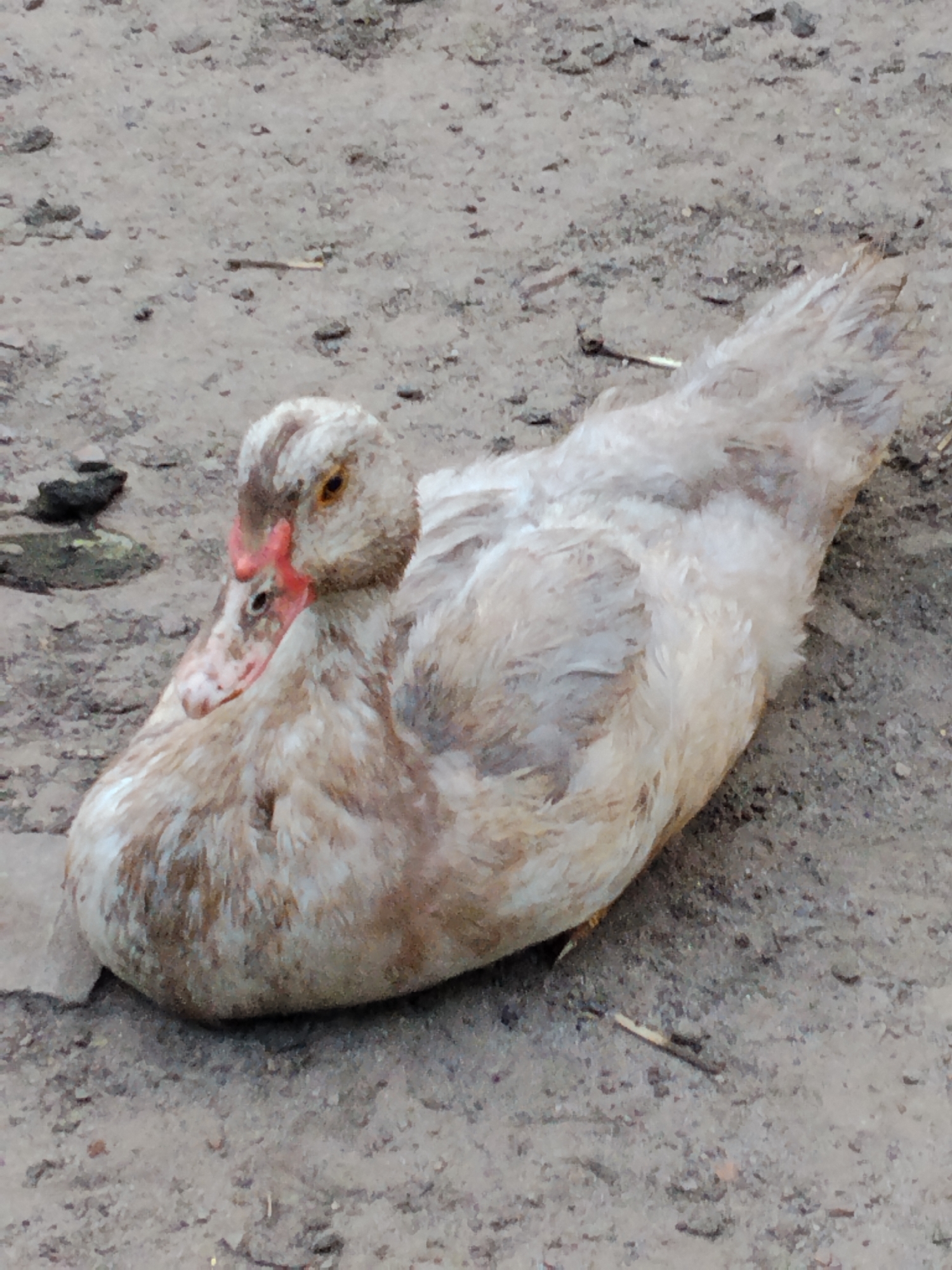 A light-brown and white duck is resting on dry, dusty ground in Ustyvytsia, Ukraine. The duck is positioned to the left of the frame, facing the viewer with its head turned to the side. Its eyes are a bright orange, and its beak is a light pink with darker markings. The duck's feathers are a mix of light brown and white, with some gray undertones. The ground appears to be dirt or gravel, with small stones and twigs scattered across it. The background is out of focus, but suggests a natural outdoor environment.