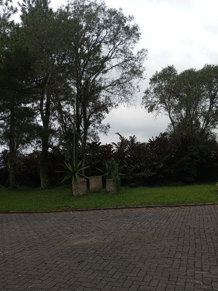 The image presents an outdoor landscape, likely a garden or park setting in Orehat, India, under an overcast sky. In the foreground, a dark grey paved path, constructed from interlocking pavers laid in a herringbone pattern, stretches across the bottom of the frame. This path is bordered by a narrow strip of bright green grass.
Moving into the midground, a wider expanse of well-maintained green lawn is visible. Within this grassy area, three substantial concrete planters or pedestals are arranged. The leftmost planter hosts a tall, spiky plant, possibly an agave or yucca, which has produced a very long, slender central stalk. Another planter holds a smaller, leafy green plant. Behind these, a dense array of foliage fills the space, consisting of various bushes and smaller trees with both dark green and reddish-brown leaves, creating a rich texture.
The background is dominated by several tall trees with dark green canopies and prominent trunks. Some trees appear to be conifers, while others are broadleaf, contributing to the varied natural environment. The sky above is uniformly light grey, indicating an overcast or cloudy day, which provides soft, diffused lighting across the scene without harsh shadows. There are no people visible, and no text is present in the image. The overall impression is one of a quiet, natural, and well-kept green space.