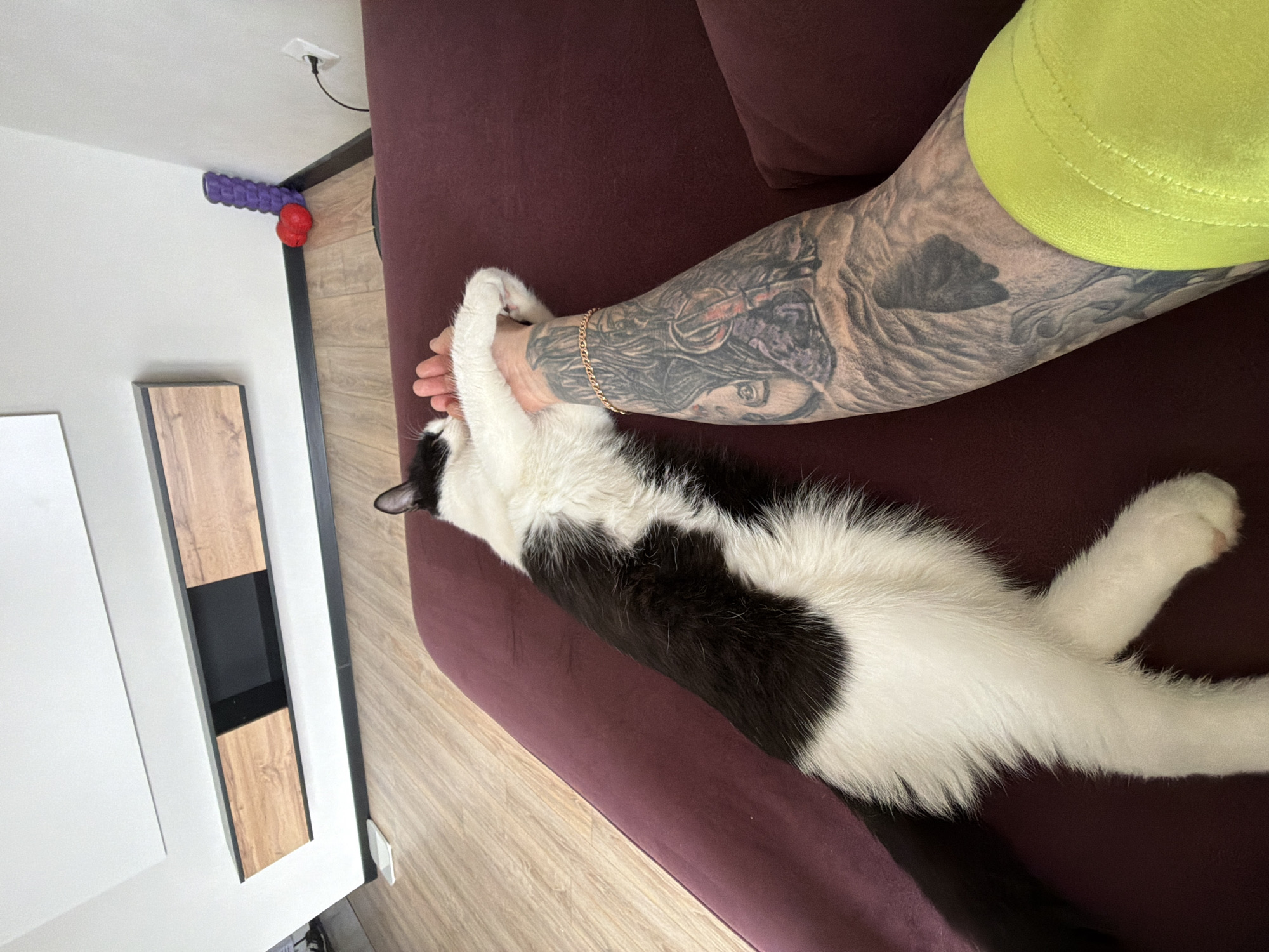 A person with a heavily tattooed arm, wearing a yellow garment, is holding the paws of a black and white cat lying on a burgundy sofa. The scene appears to be indoors. In the background, a piece of furniture, possibly a cabinet, is visible. A dog toy rests on the floor along the base of the wall. The image does not allow for determining if this scene is in the city of Chaikovsky, Russia.