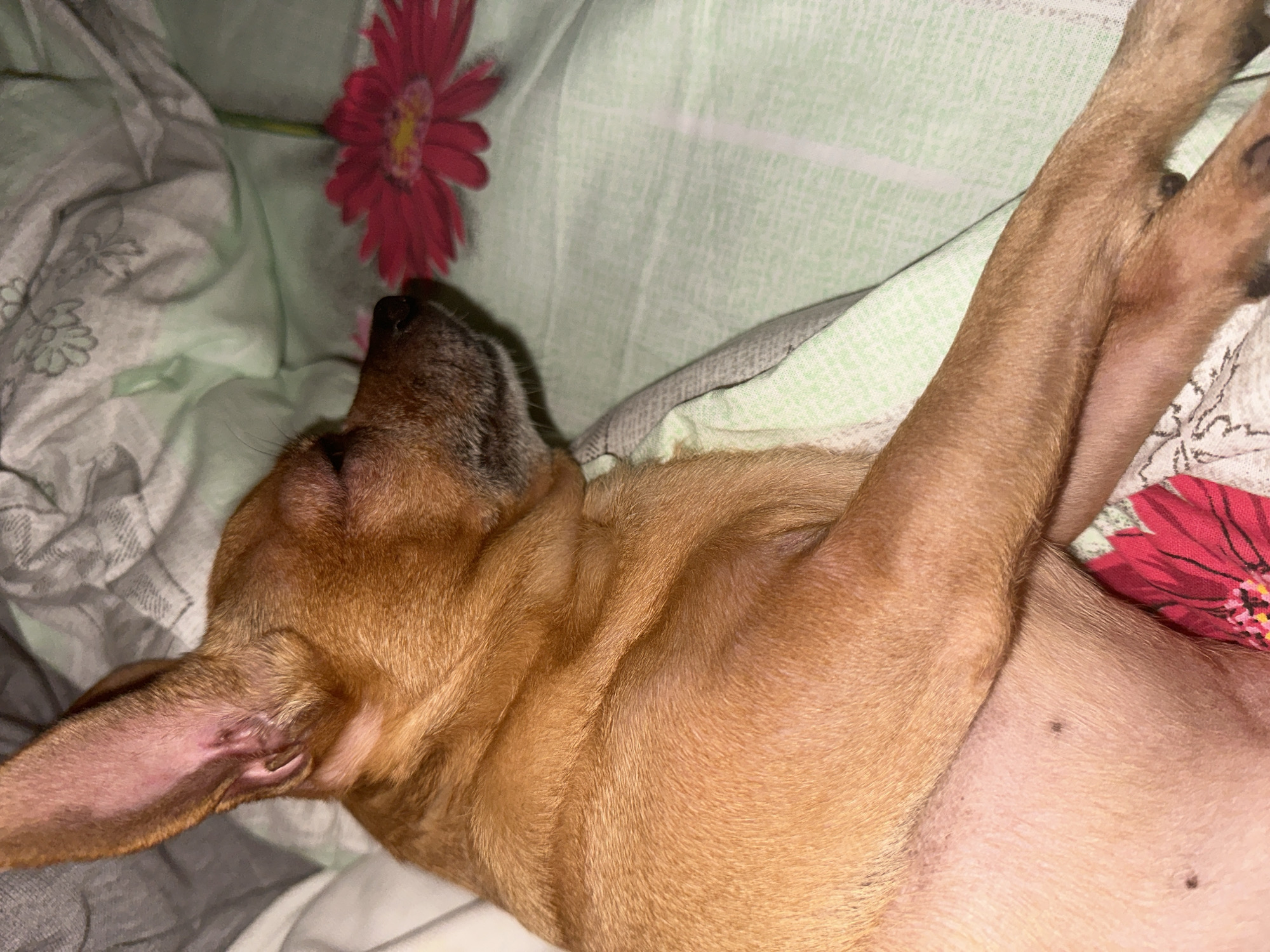 A light brown dog with pointy ears sleeps on patterned bedding. The bedding has floral designs in pink and green. The dog is on its back with its paws raised. The dog's belly is visible, with some small dark spots on the skin. The location is unknown, so information on Vorotynsk, Russia is irrelevant.
