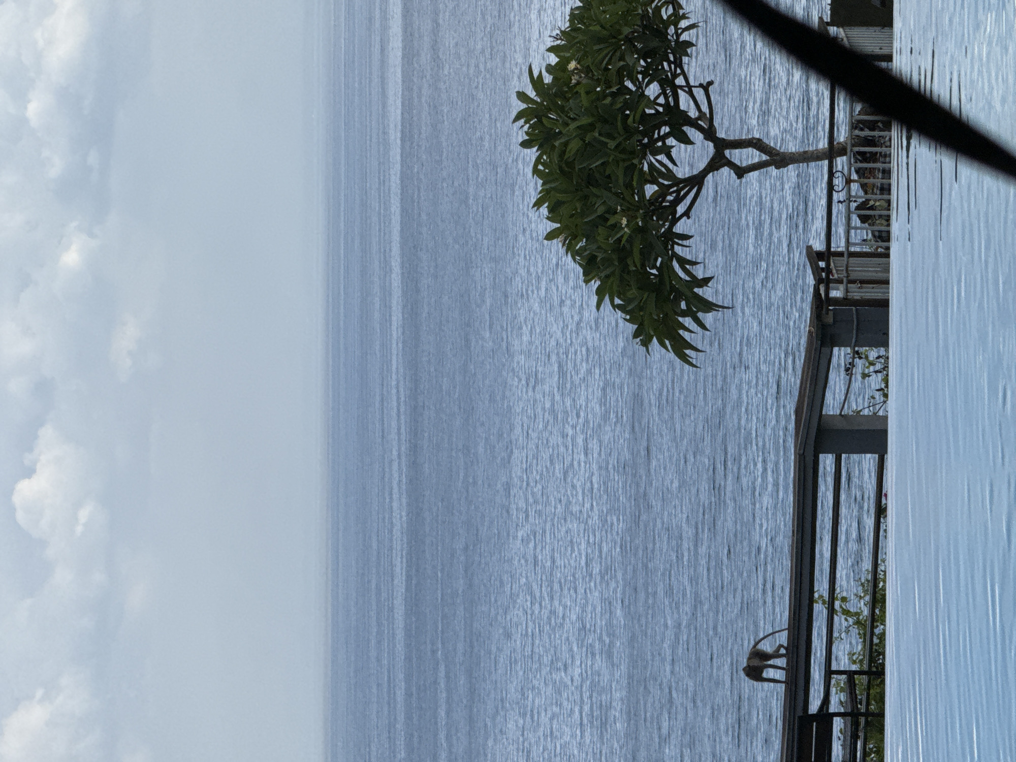 This image, oriented correctly, presents a serene daytime view overlooking a vast body of water, likely the ocean, under a soft, cloudy sky. The upper portion of the frame features a light blue sky dotted with scattered white clouds. Below, the calm water extends to the horizon, its surface subtly textured by ripples or reflections.
On the right side, a tree with dense green foliage and small white blossoms branches out over the water. Below this tree, a man-made structure, possibly a balcony or pier with railings and steps, extends partly over the water. Perched on the railing of this structure is a small monkey, looking out towards the expanse of water. Additional greenery is visible near the base of the structure. A blurry, dark diagonal line partially obscures the top right corner, possibly an overhead wire or structural beam.
The scene depicts a tranquil, natural environment, likely a tropical coastal setting in Kuta Selatan, Indonesia. The diffused lighting suggests a bright but possibly overcast day. There is no visible text in the image.
