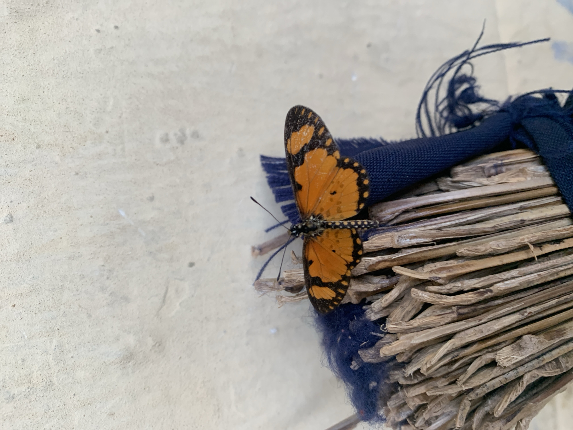 The image shows a butterfly with orange and black wings resting on a bundle of dry reeds. The reeds are bound together with a dark blue fabric that is frayed at the edges. The background is a textured, light-colored wall. The scene appears to be outdoors, possibly in a domestic setting or an area with natural elements. There is no specific indication of the location being in Kuru Karama, Nigeria.
