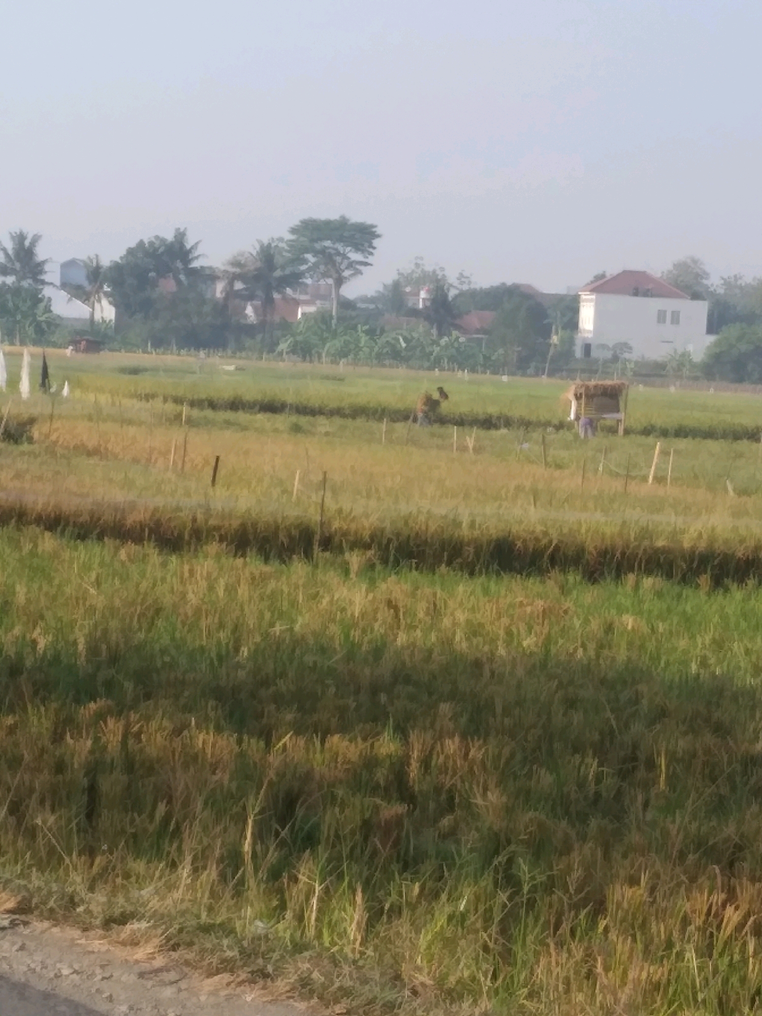 The image depicts a rural landscape in Desa Pamijen, Kecamatan Sokaraja, Indonesia, characterized by rice paddies and scattered buildings under a hazy sky. In the foreground, a dry, dusty path borders a field of tall, dry grass with some green patches. The middle ground is dominated by expansive rice fields, showing signs of maturity with a mix of green and golden-yellow stalks. Several wooden stakes are visible throughout the fields, likely part of the agricultural infrastructure. A small, thatched-roof hut with a wooden frame stands in the middle distance, and a person appears to be near it. Further back, in the background, are residential buildings with white walls and red roofs, interspersed with lush green trees, including palm trees. The overall atmosphere suggests a dry, possibly late afternoon or early morning scene due to the soft lighting and hazy quality of the air.