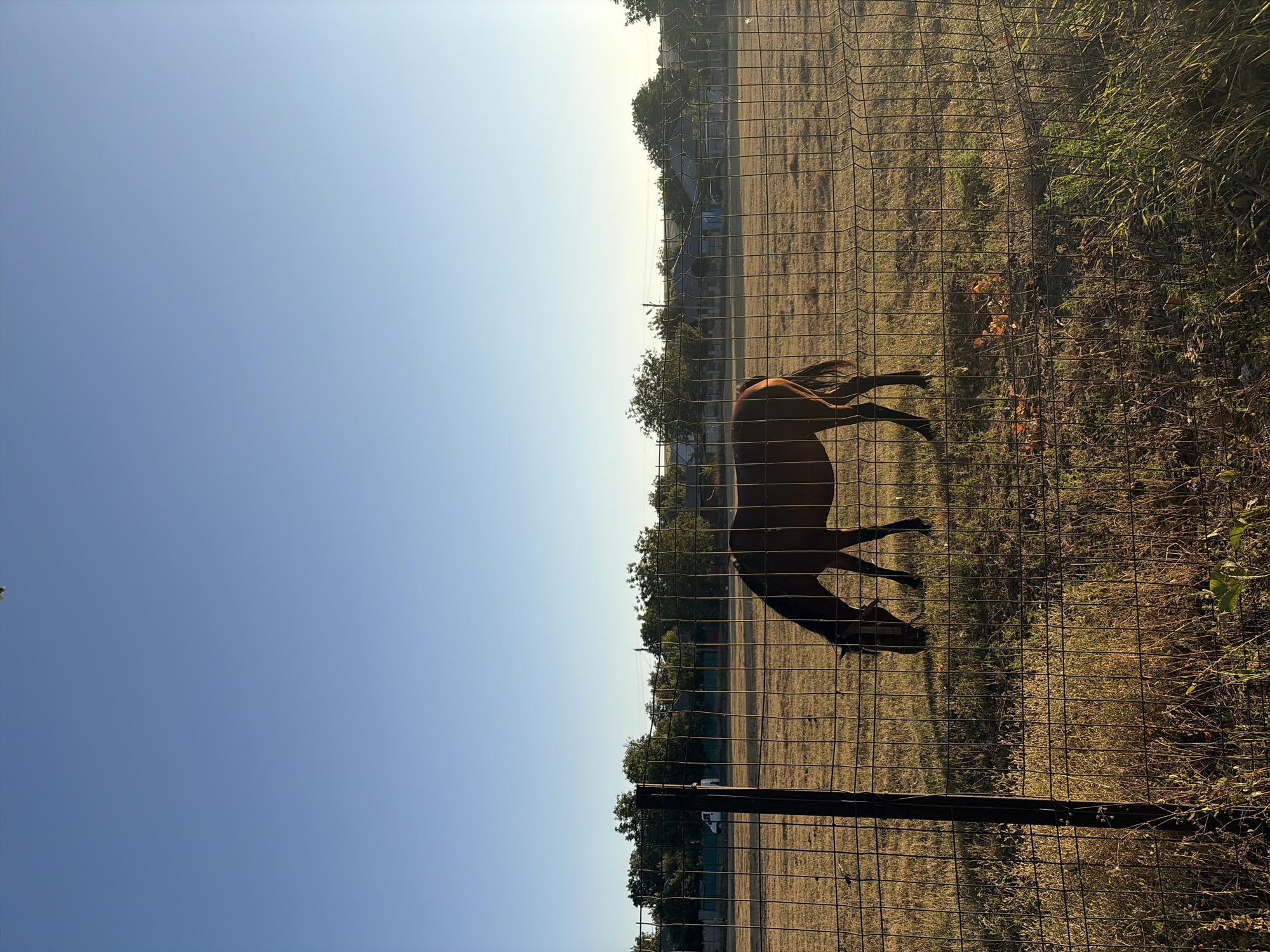 The image depicts a horse grazing in a fenced field under a clear blue sky. The horse is a dark brown color and is positioned in the center of the frame, facing downwards towards the grass. A wire fence runs across the foreground of the image, with a dark metal post visible on the left. Beyond the field, a line of trees and some buildings are visible in the distance, suggesting a rural or suburban setting. The lighting indicates it is either early morning or late afternoon, with the sun casting a warm glow on the grass. The location is identified as Oxentea, Moldova.