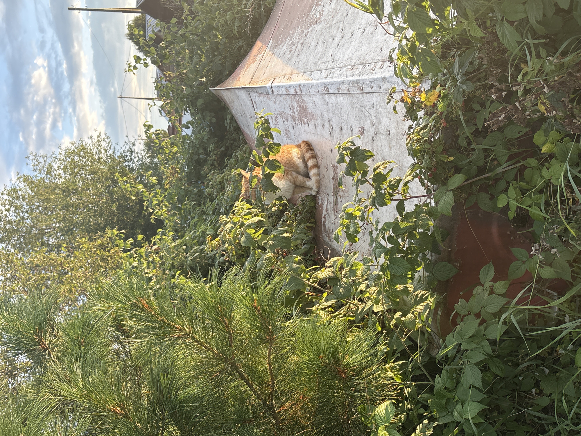 An orange and white cat sits on the pointed, weathered metal roof of a structure in a rural outdoor setting, possibly in Большелуг, Russia. The cat is positioned on the left side of the roof, facing left with its tail curled around its body. Lush green foliage, including pine branches and leafy plants, surrounds the structure, with some leaves obscuring parts of the cat and roof. The lighting suggests it is late afternoon or early evening, with sunlight filtering through the trees and casting shadows. In the background, more trees, power lines, and hints of buildings are visible under a partly cloudy sky. The scene depicts a peaceful, natural environment with a domestic animal as the focal point.