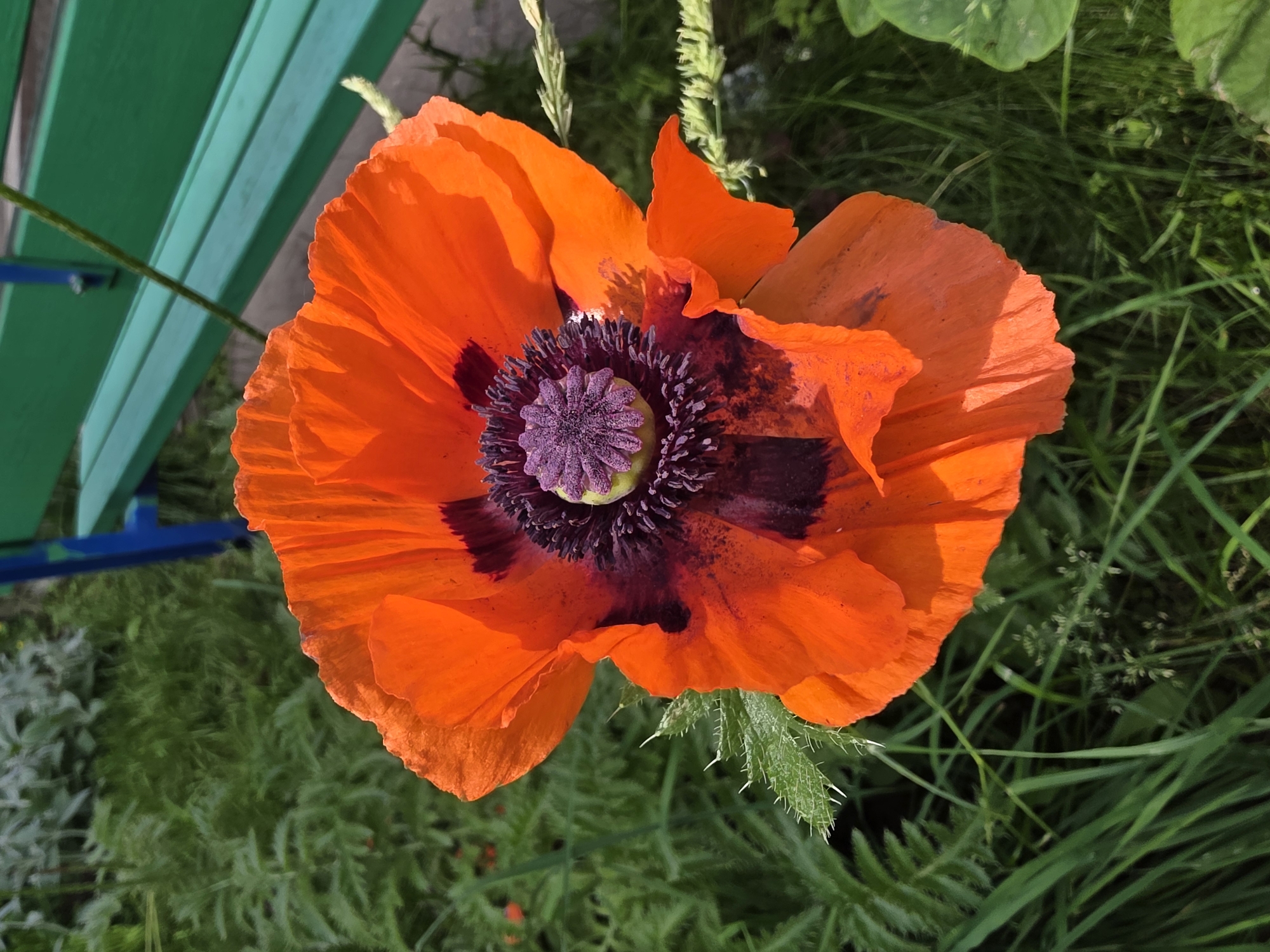 A close-up shot focuses on a vibrant orange poppy flower, its delicate petals unfurling against a backdrop of lush green foliage. The flower's center is a deep, velvety black, transitioning into a striking purple stigma and stamens. The poppy is positioned in the foreground, with out-of-focus elements of a green wooden bench and blue metal supports visible in the background. This scene is likely situated in a garden or park setting within the city of Chaikovsky, Russia, given the mention of the city. The overall impression is one of natural beauty on a sunny day.